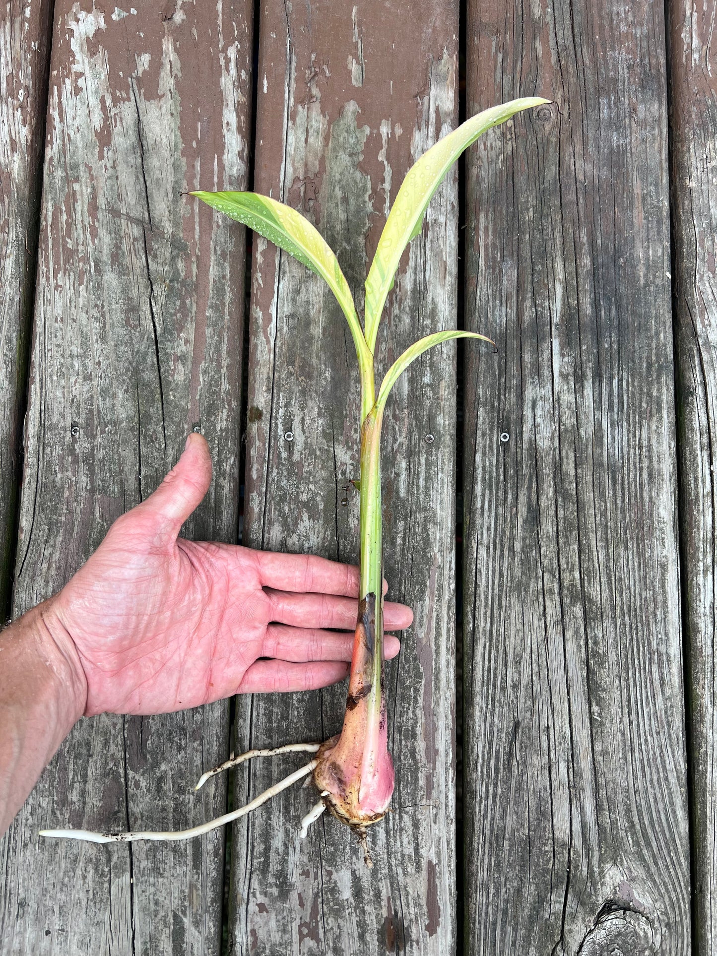Musa acuminata ‘Papua’ - Variegated Banana *Rare*