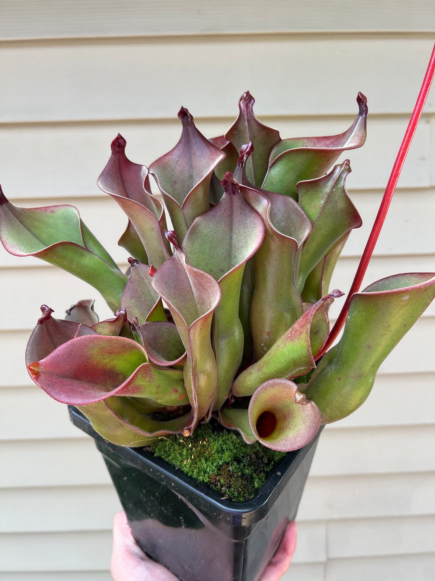 Heliamphora spec. Akopan x (heterodoxa x ionasi) #1 - Fresh Division (E)