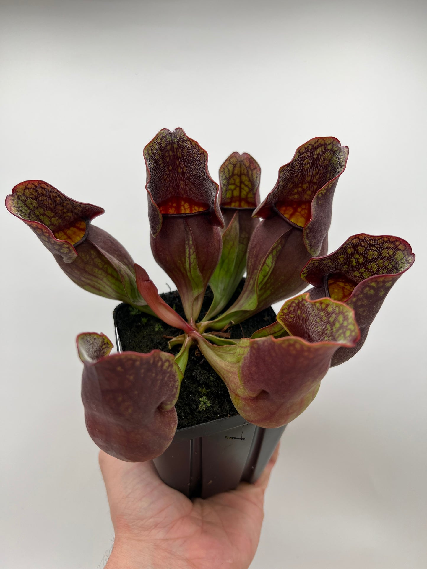 Sarracenia purpurea ssp. purpurea (Centre Co, PA) - Seed Grown #107