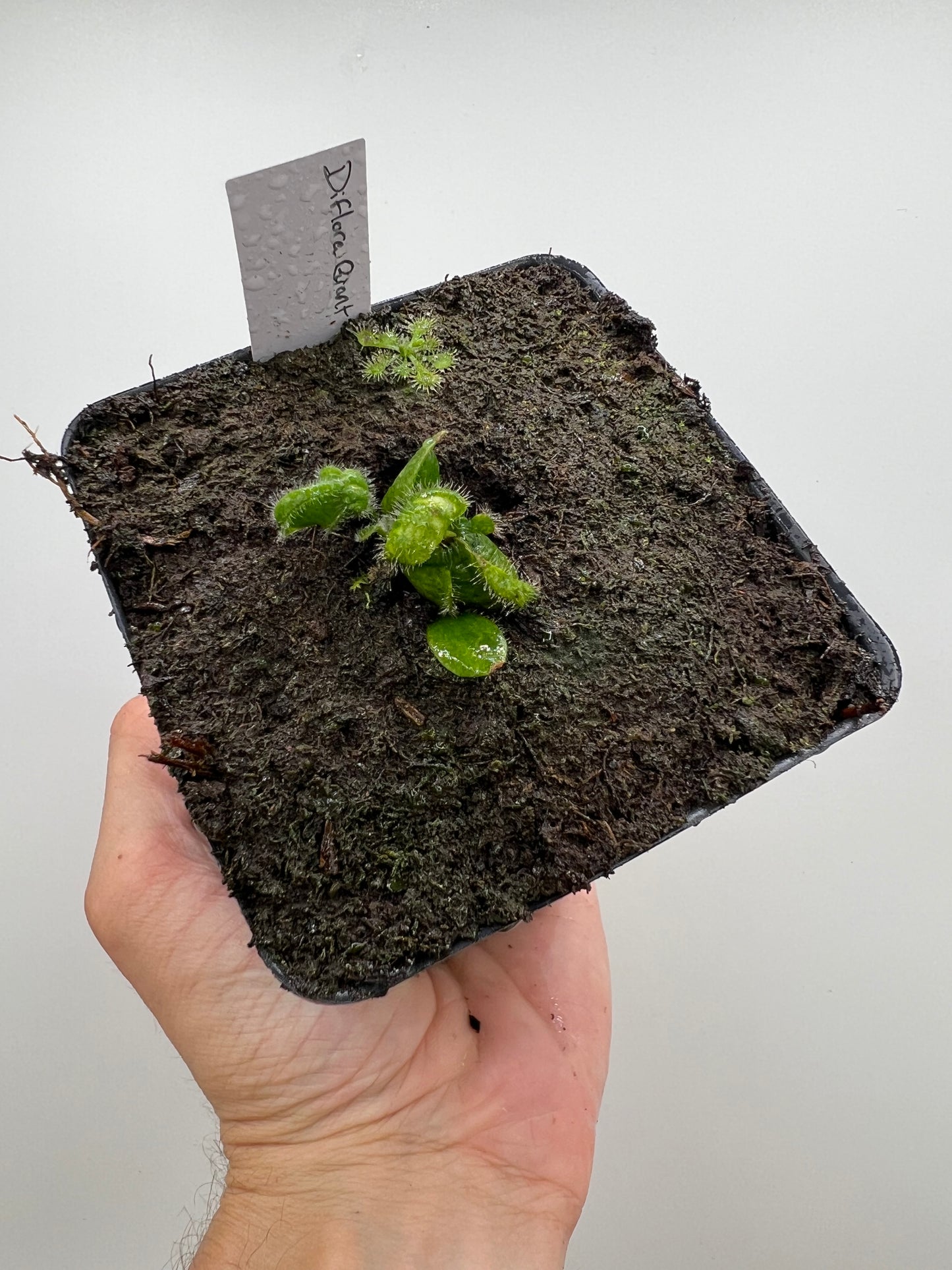 Cephalotus follicularis “Diflora giant”