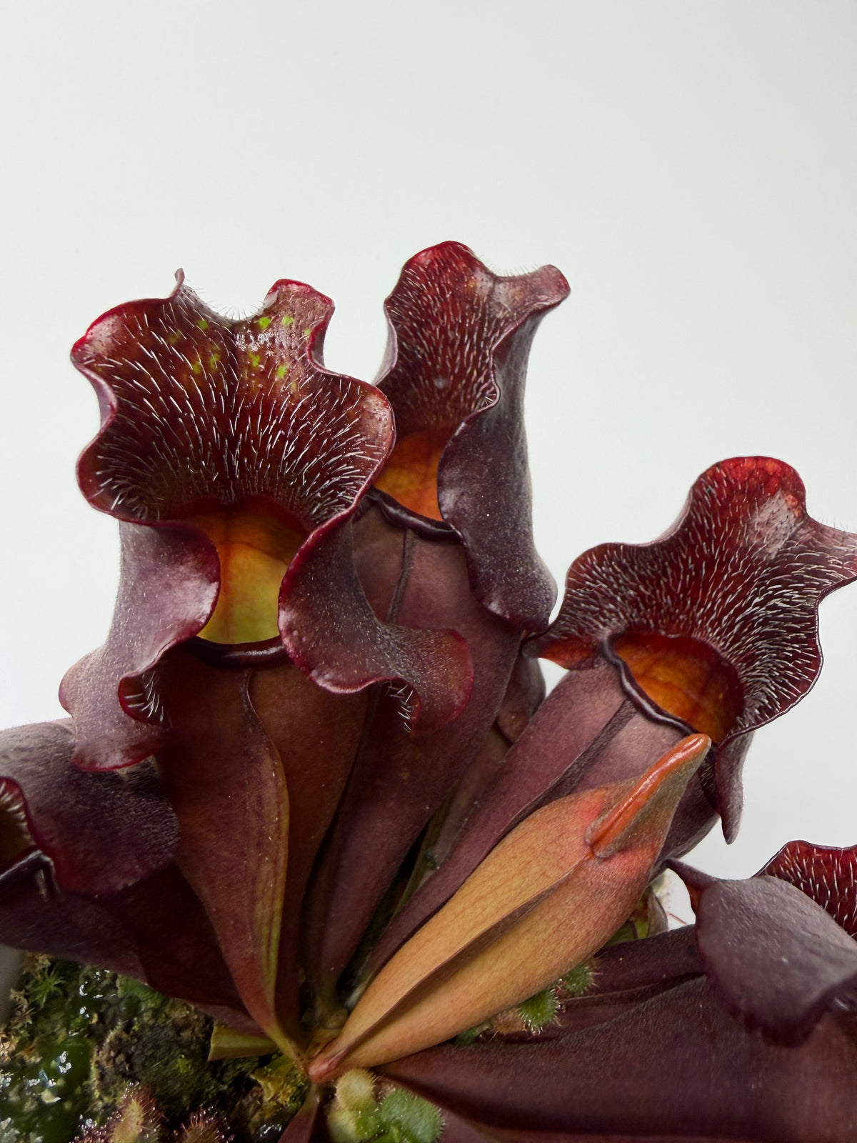 Sarracenia purpurea ssp. venosa (Brunswick Co, NC x Carteret Co, NC) - Seed Grown #8