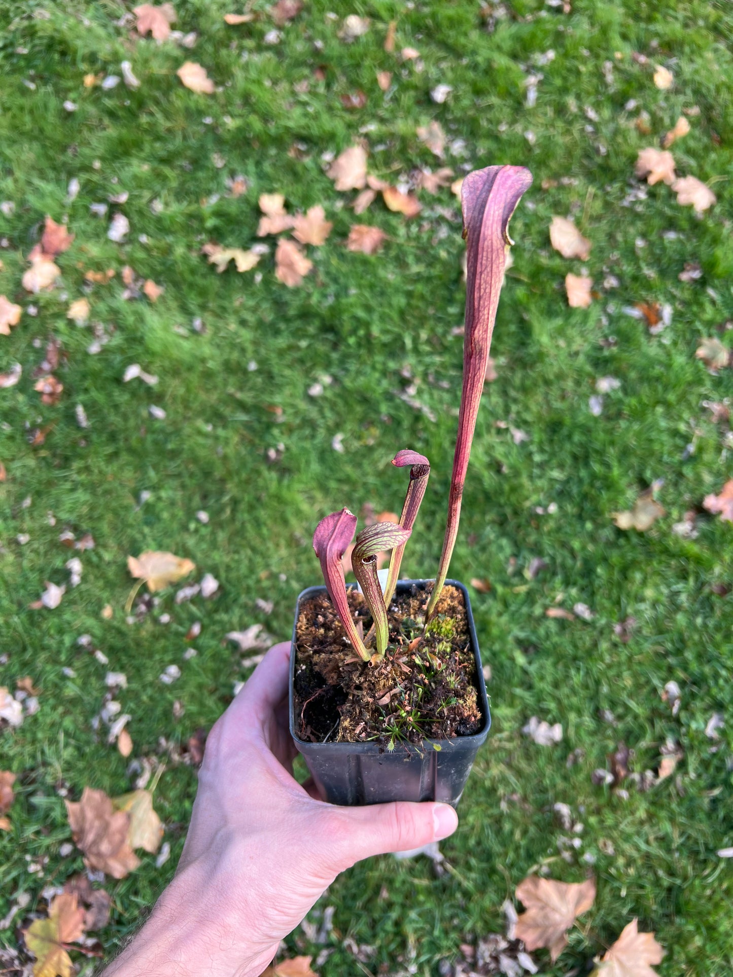 Sarracenia rubra ssp. rubra - Seed Grown