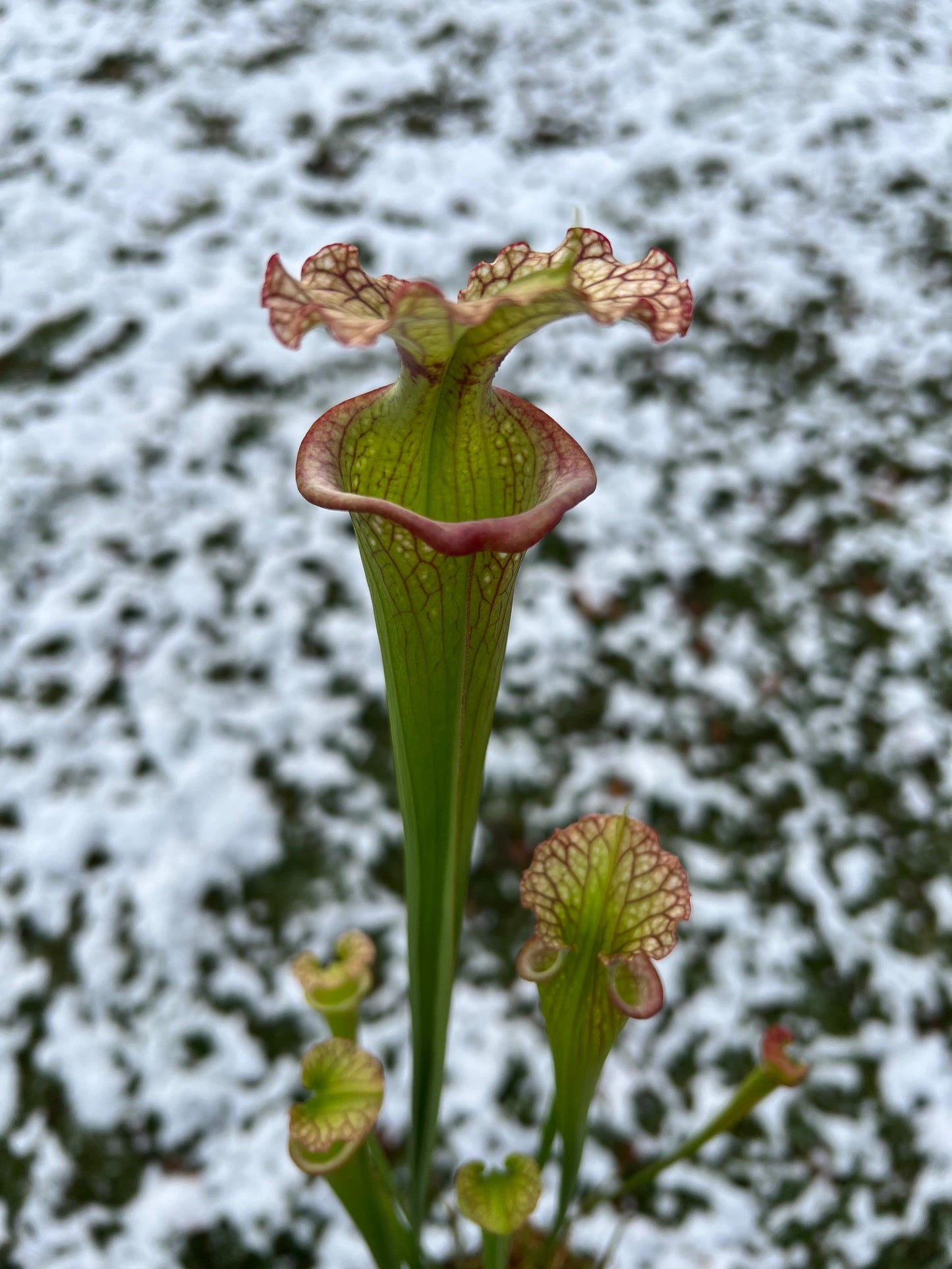 Sarracenia ‘Leah Wilkerson’ x ‘Adrian Slack’