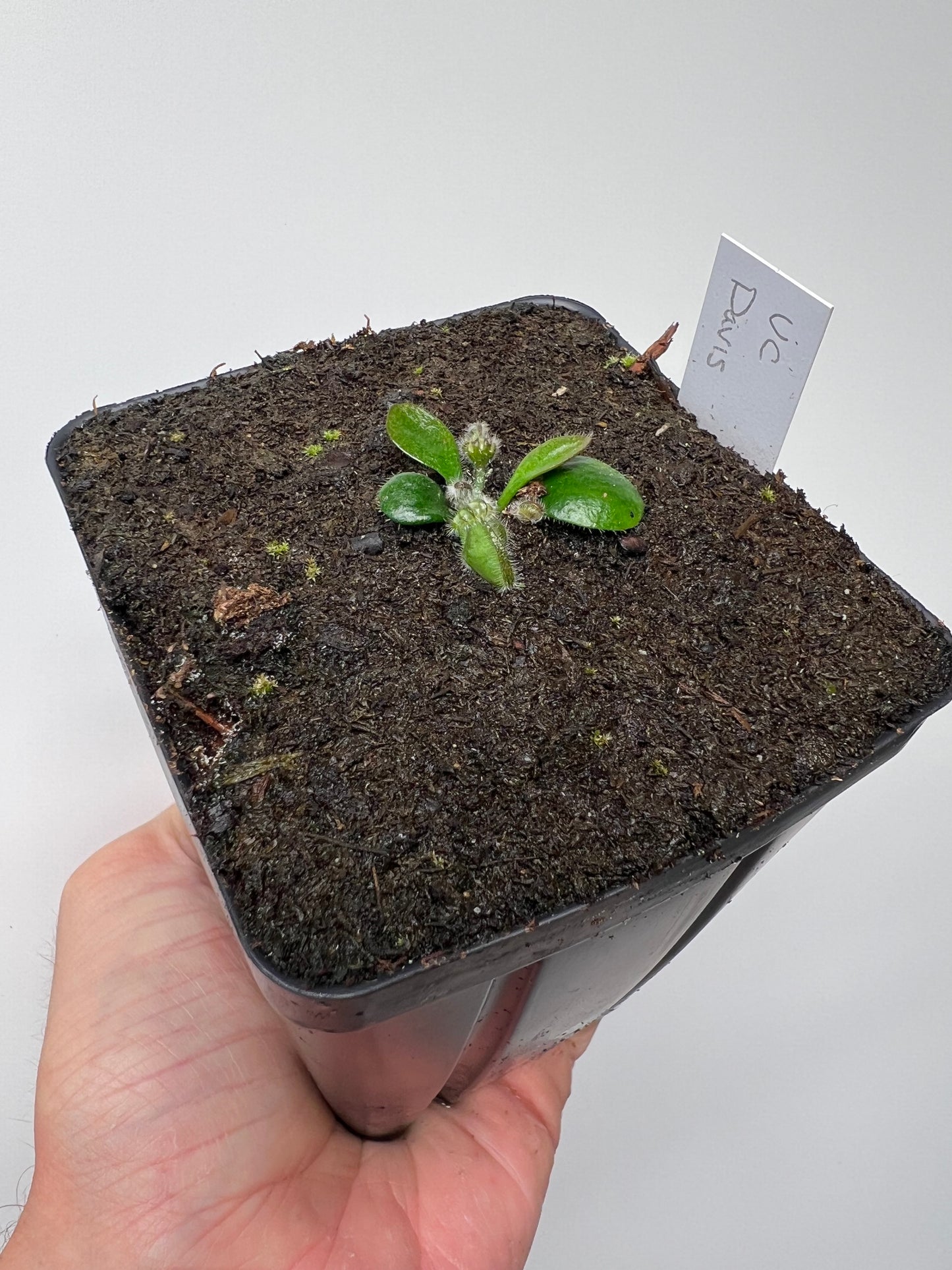 Cephalotus follicularis “UC Davis”