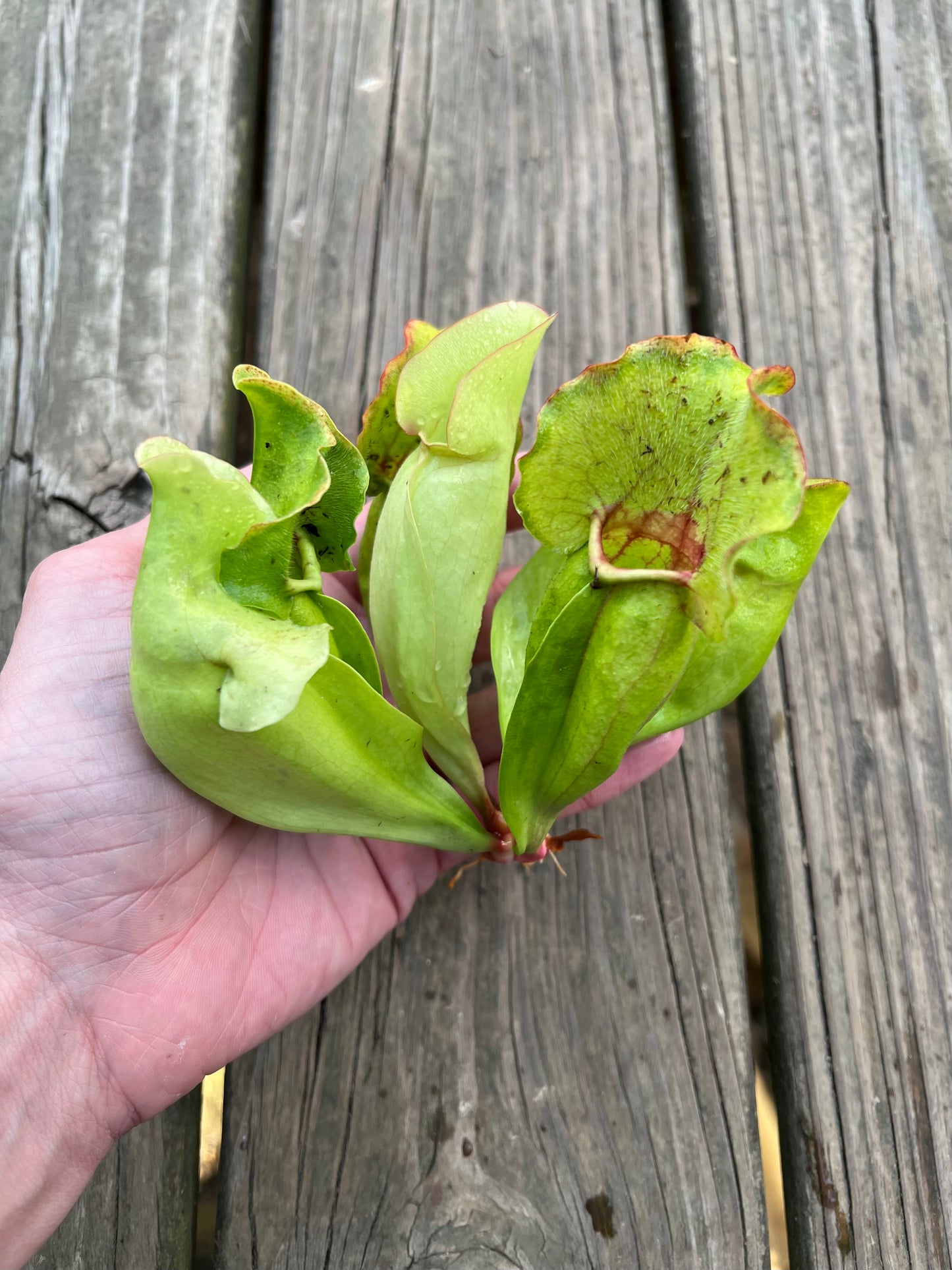 Sarracenia purpurea ssp. venosa “White Ghost” (Araflora) - Fresh Division C
