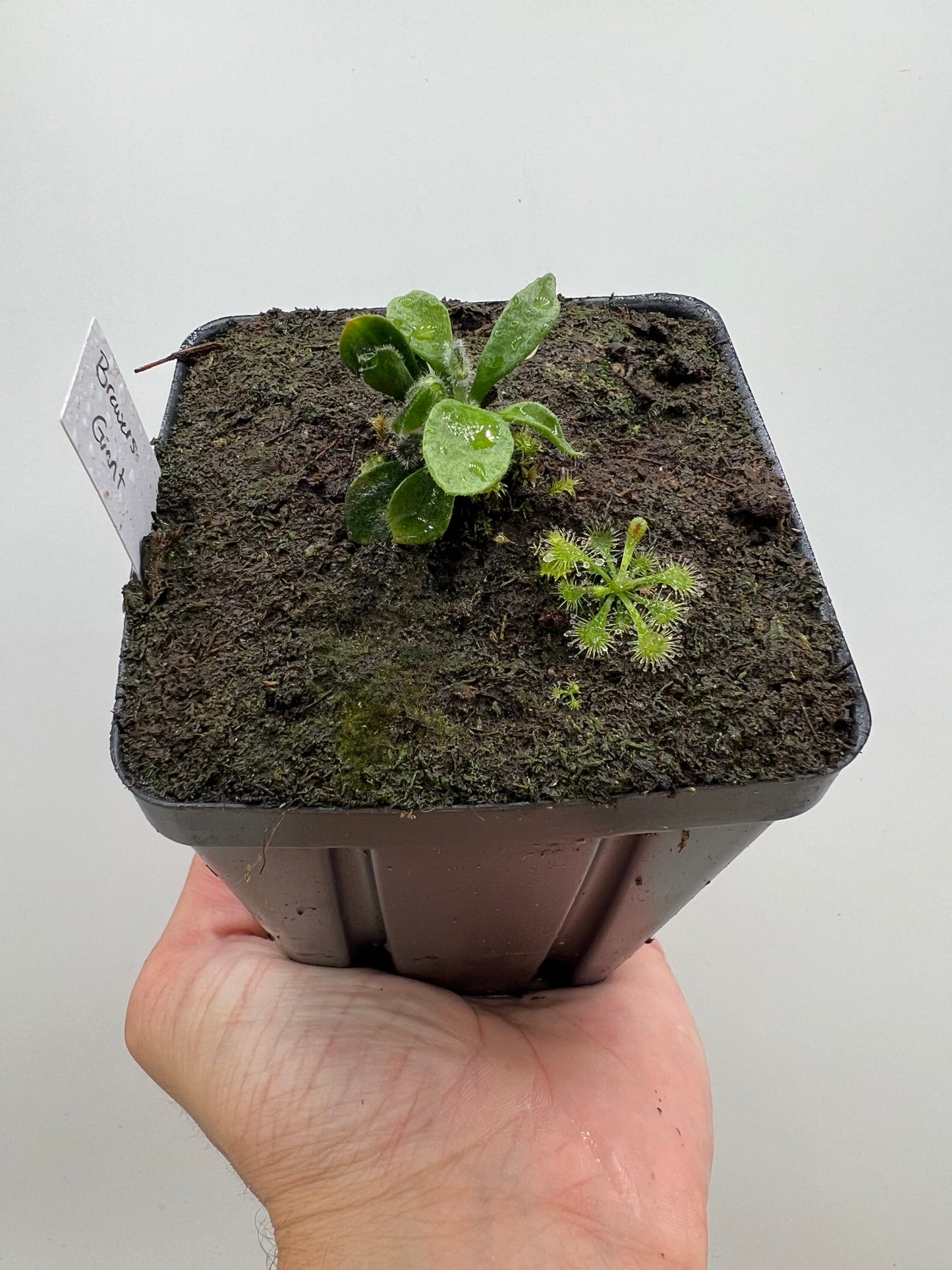 Cephalotus follicularis “Brewers Giant”