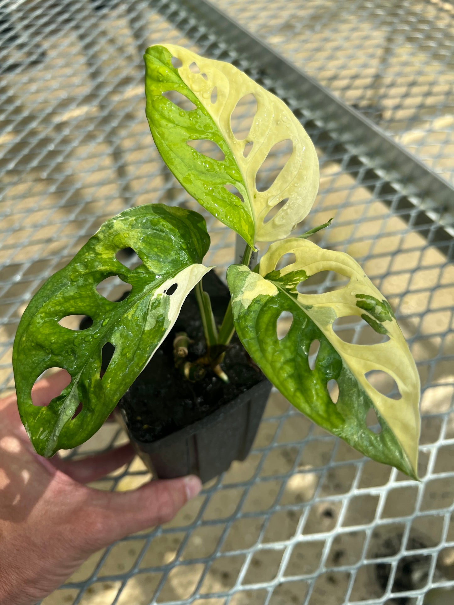 Monstera adansonii “Tricolor” LC