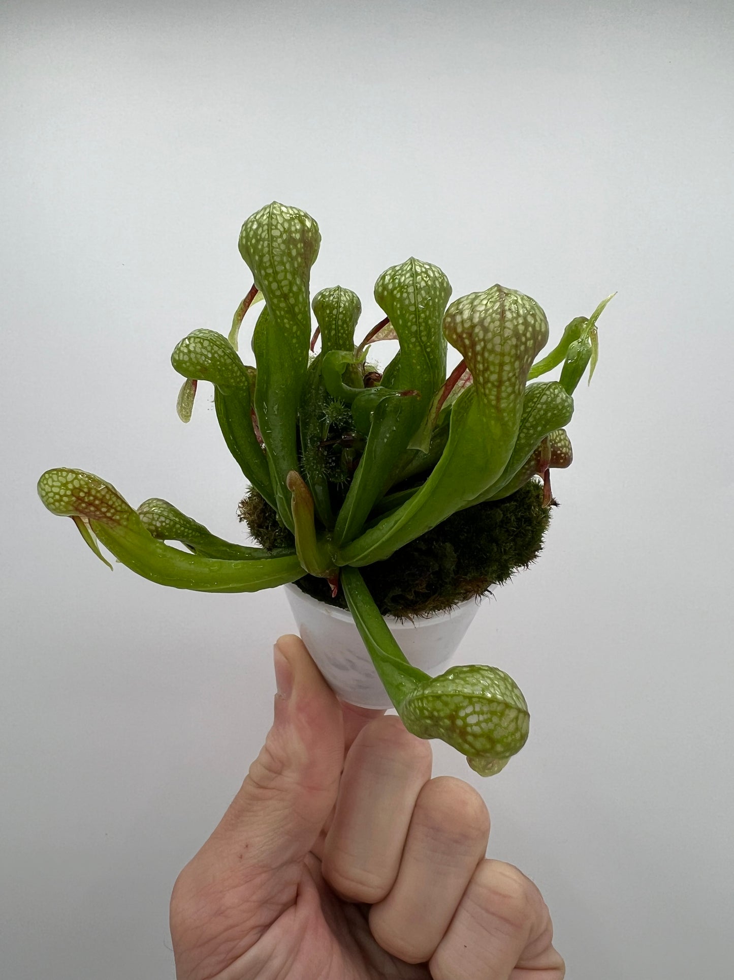 Darlingtonia californica (Cobra Pitcher Plant) - Seed Grown #202
