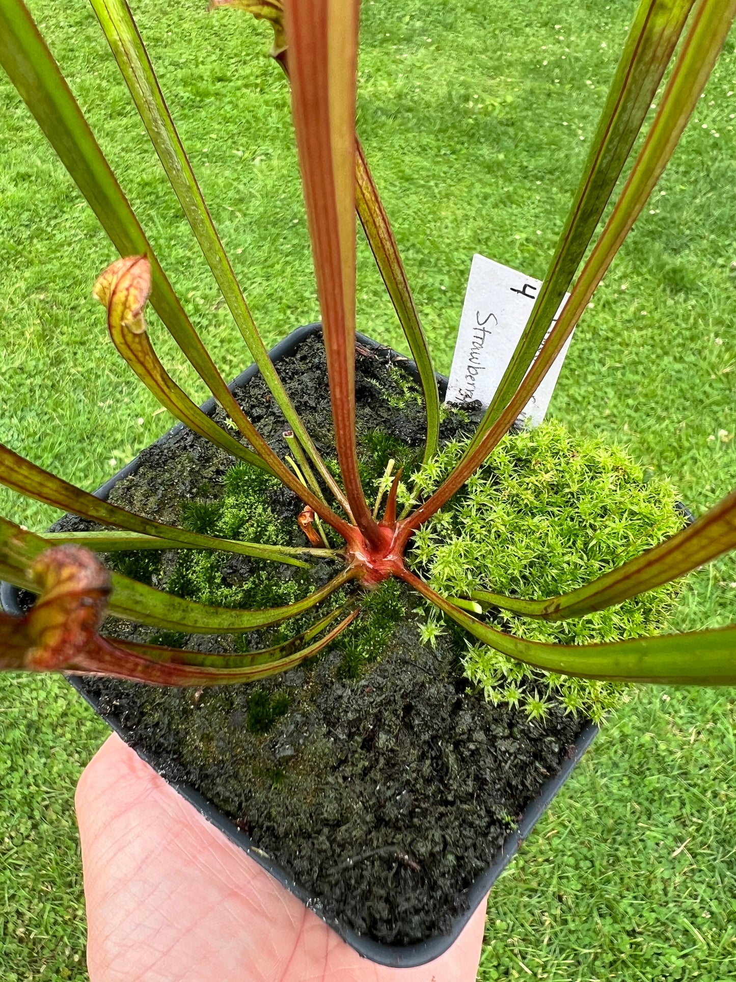 Sarracenia flava var. rubricorpora x “Strawberry Milkshake” - Seed Grown #4