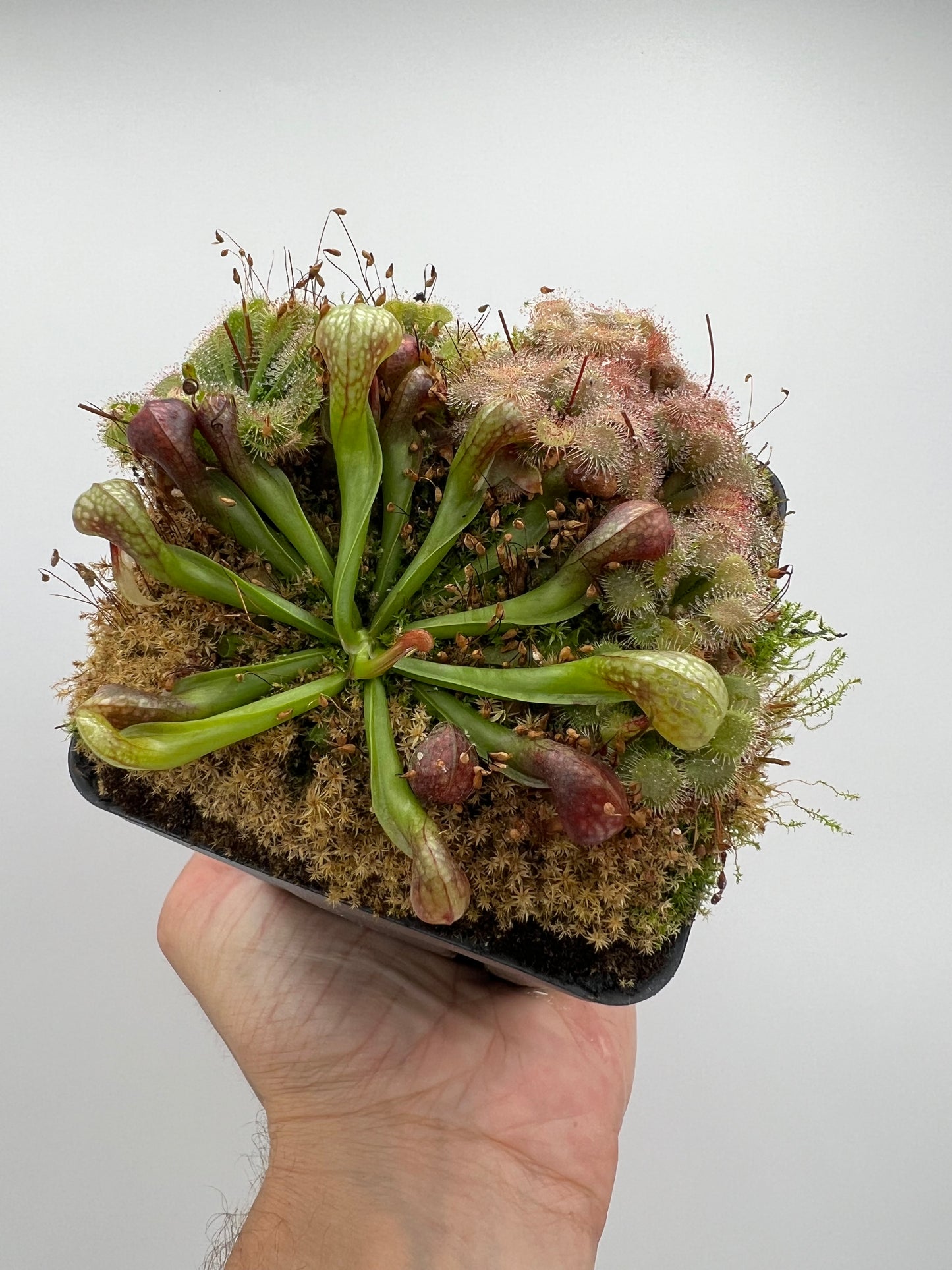 Darlingtonia californica (Cobra Pitcher Plant) - Seed Grown #198