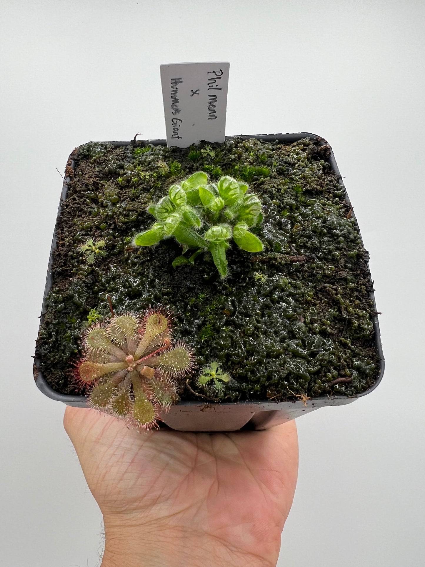 Cephalotus follicularis “Phil Mann” x “Hummers Giant”