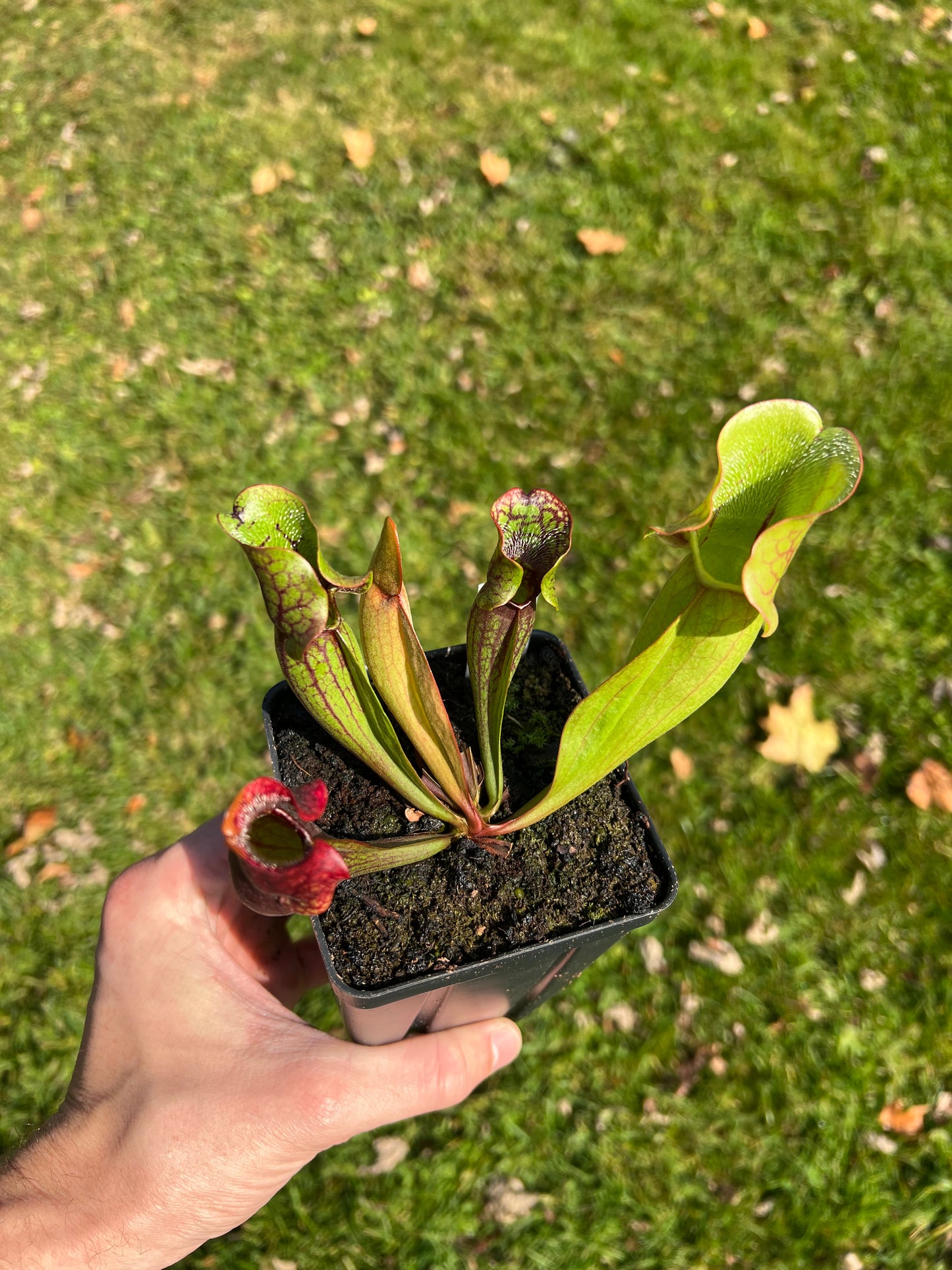 Sarracenia purpurea ssp. purpurea (Centre Co, PA) x (Bruce Co, ON CA) - Seed Grown (LC)
