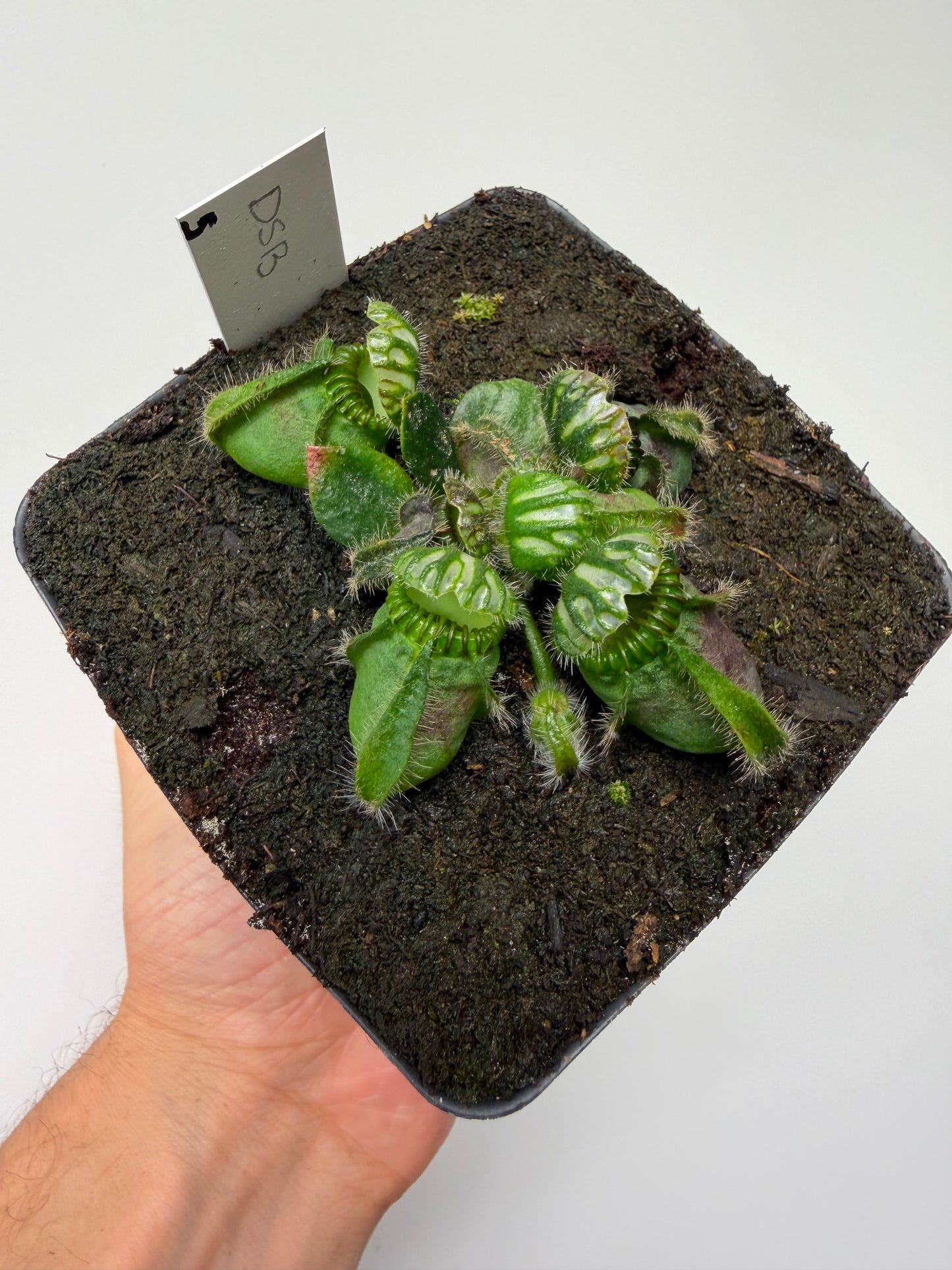 Cephalotus follicularis “David Švarc Black” - *Rare* (5)
