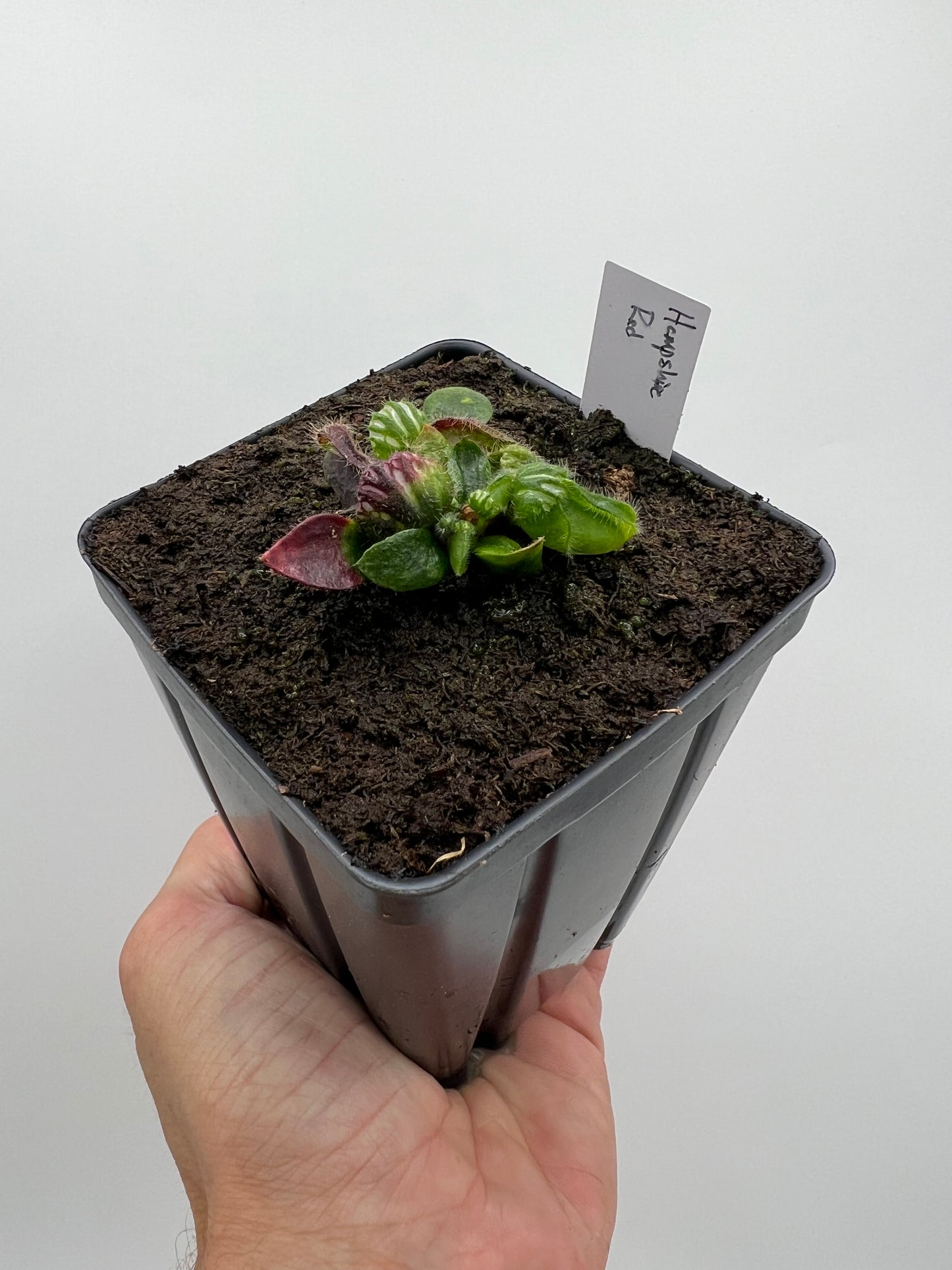 Cephalotus follicularis “Hampshire Red”