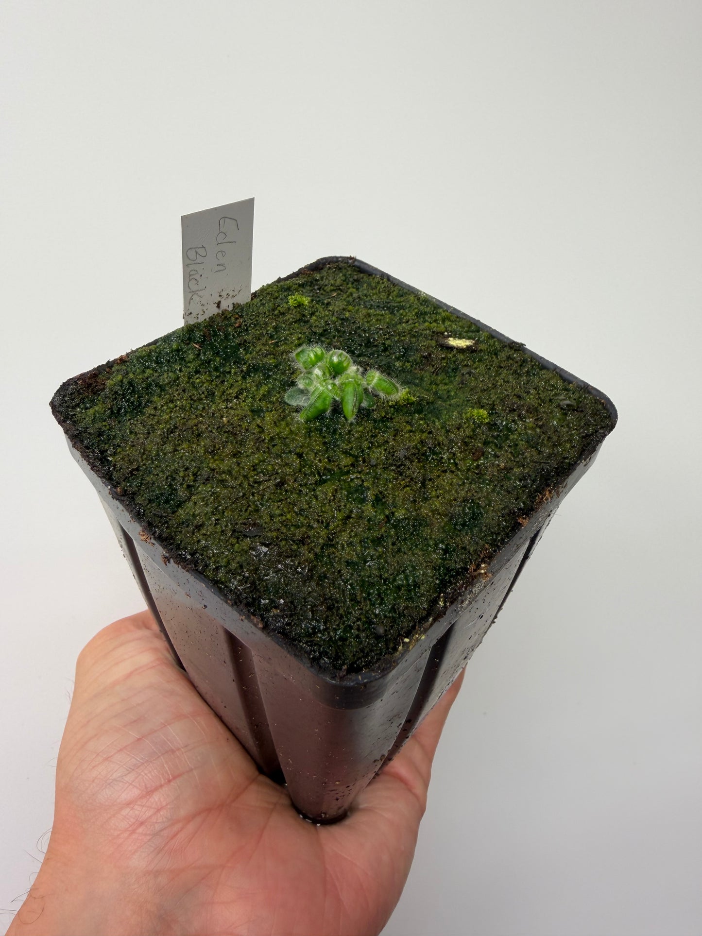 Cephalotus follicularis ‘Eden Black’ - *Rare* (6)