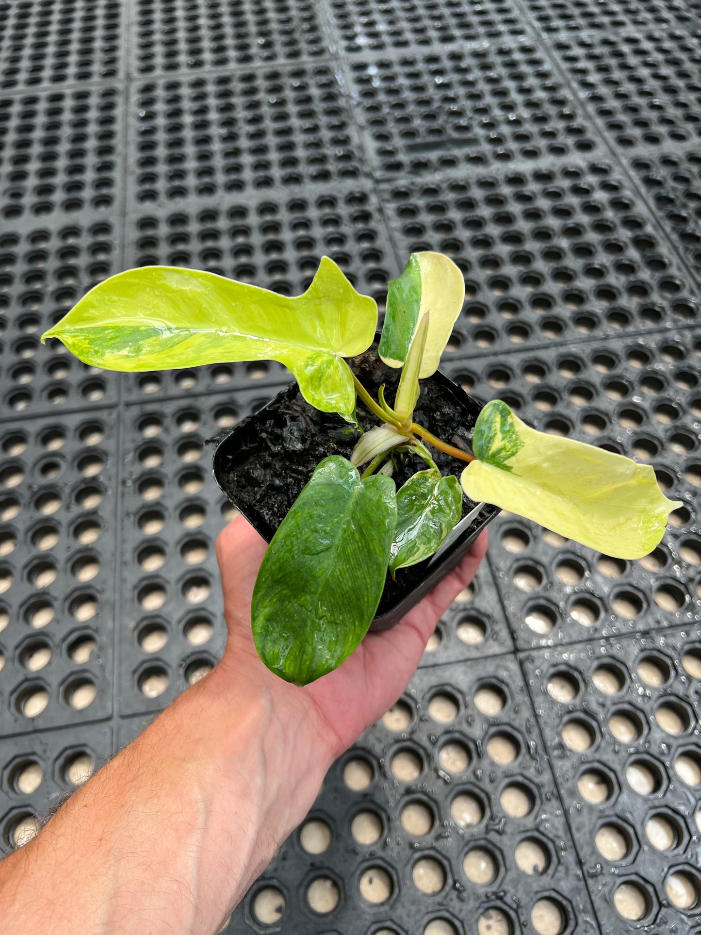 Philodendron ‘Florida Beauty’