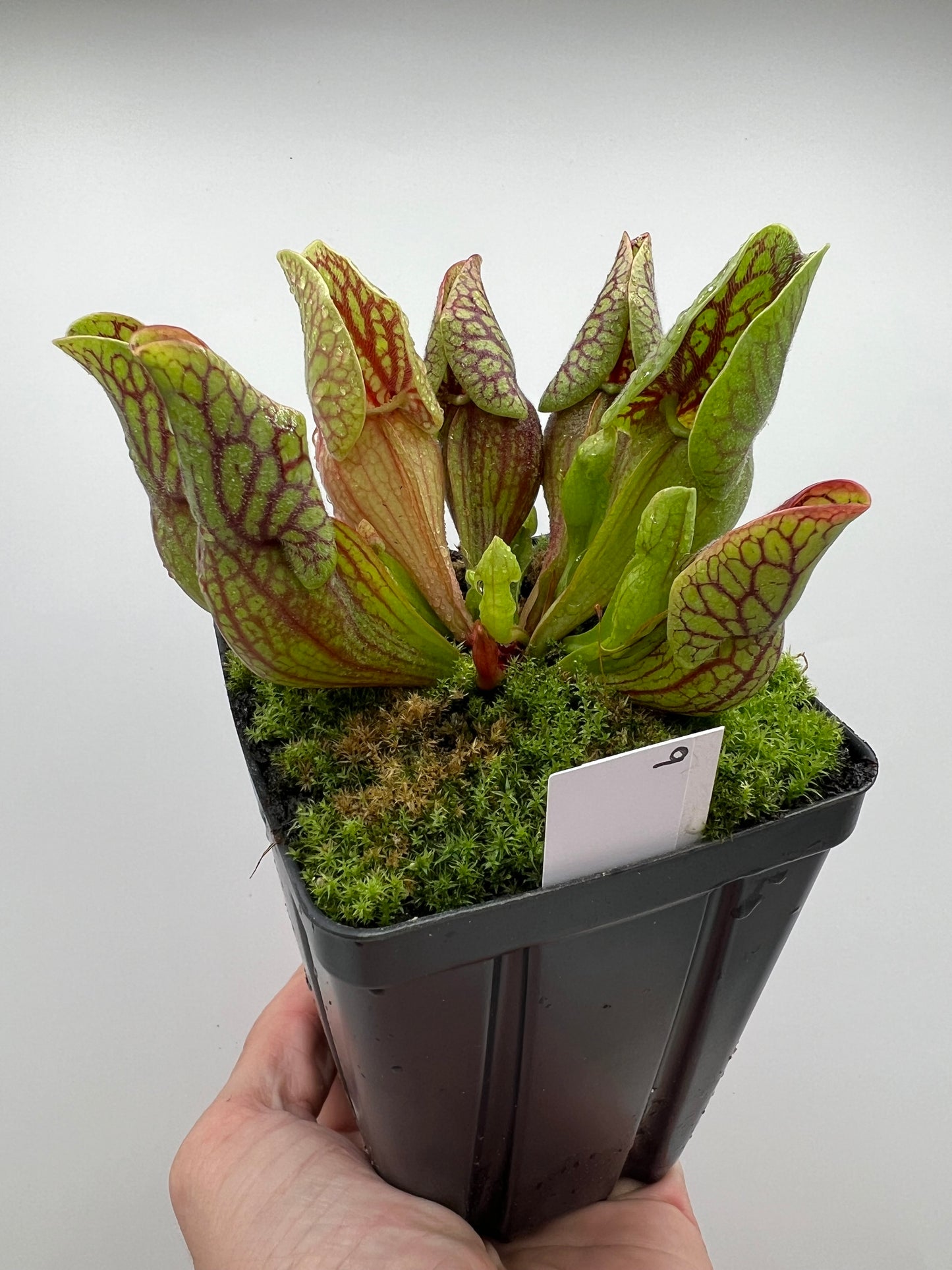 Sarracenia purpurea var. montana (Transylvania Co, NC) - Seed Grown #9