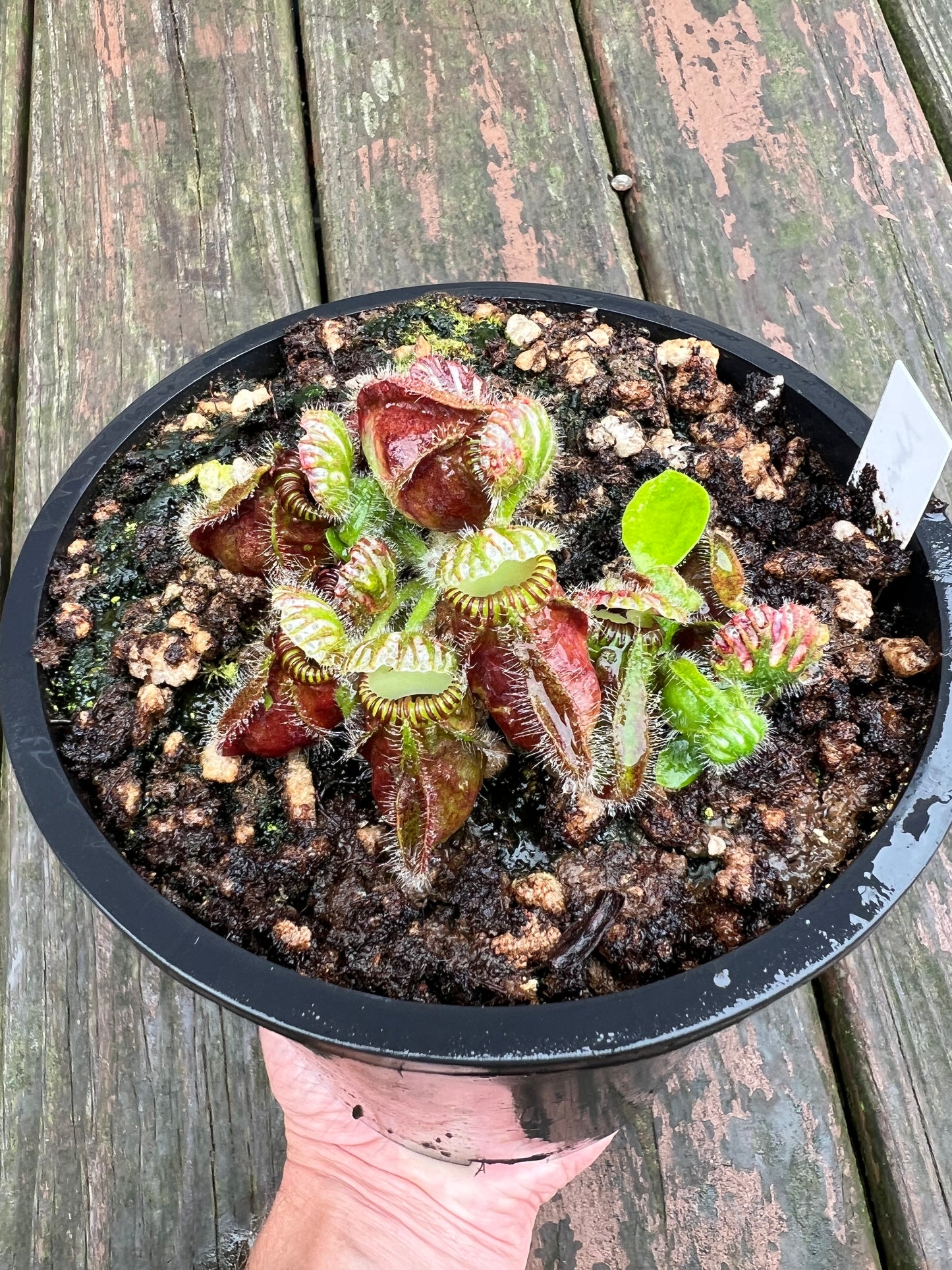 Cephalotus follicularis “Norma” - 1 Gallon Pot