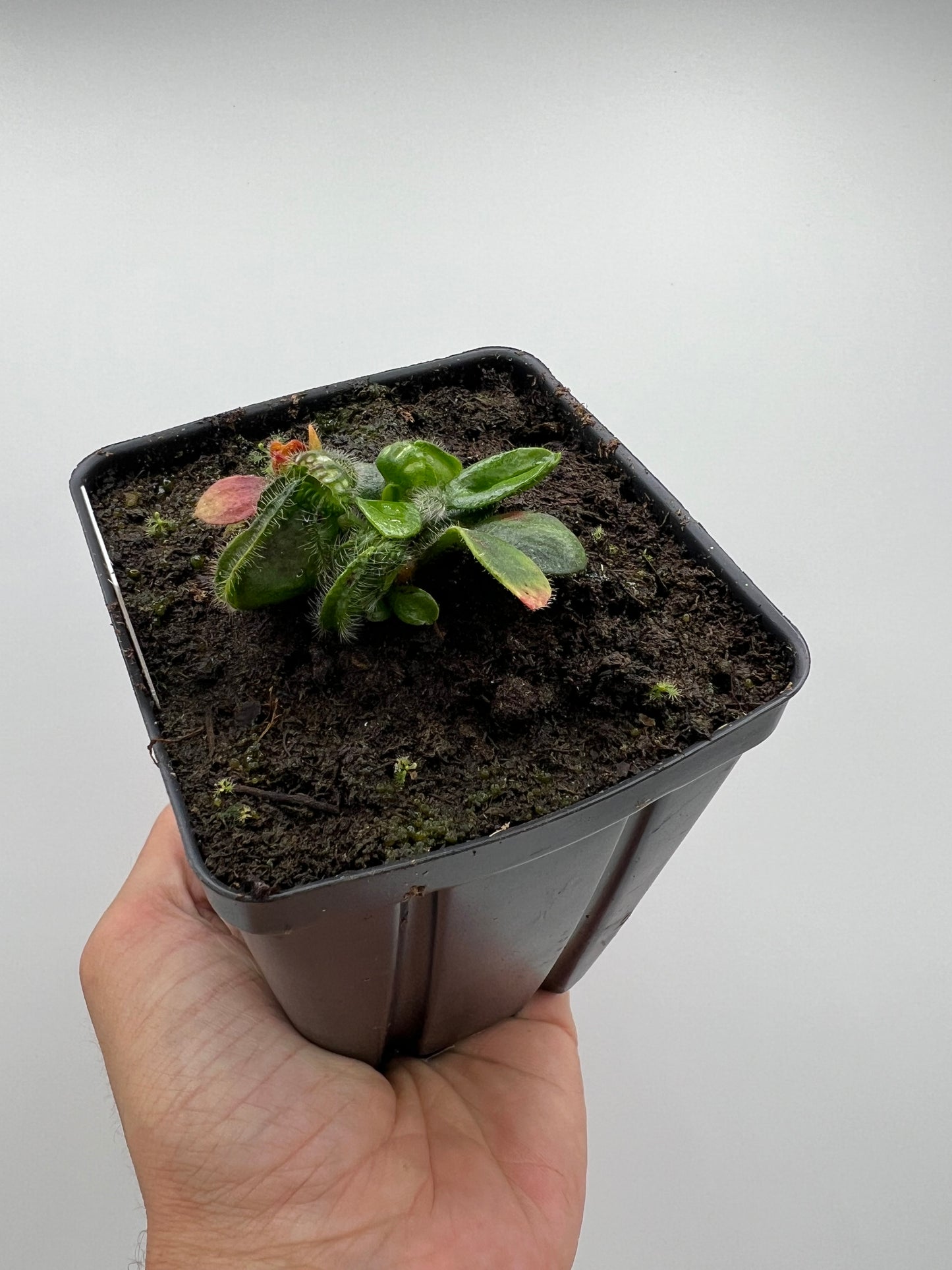 Cephalotus follicularis “Brewers Beauty” x “Brewers”