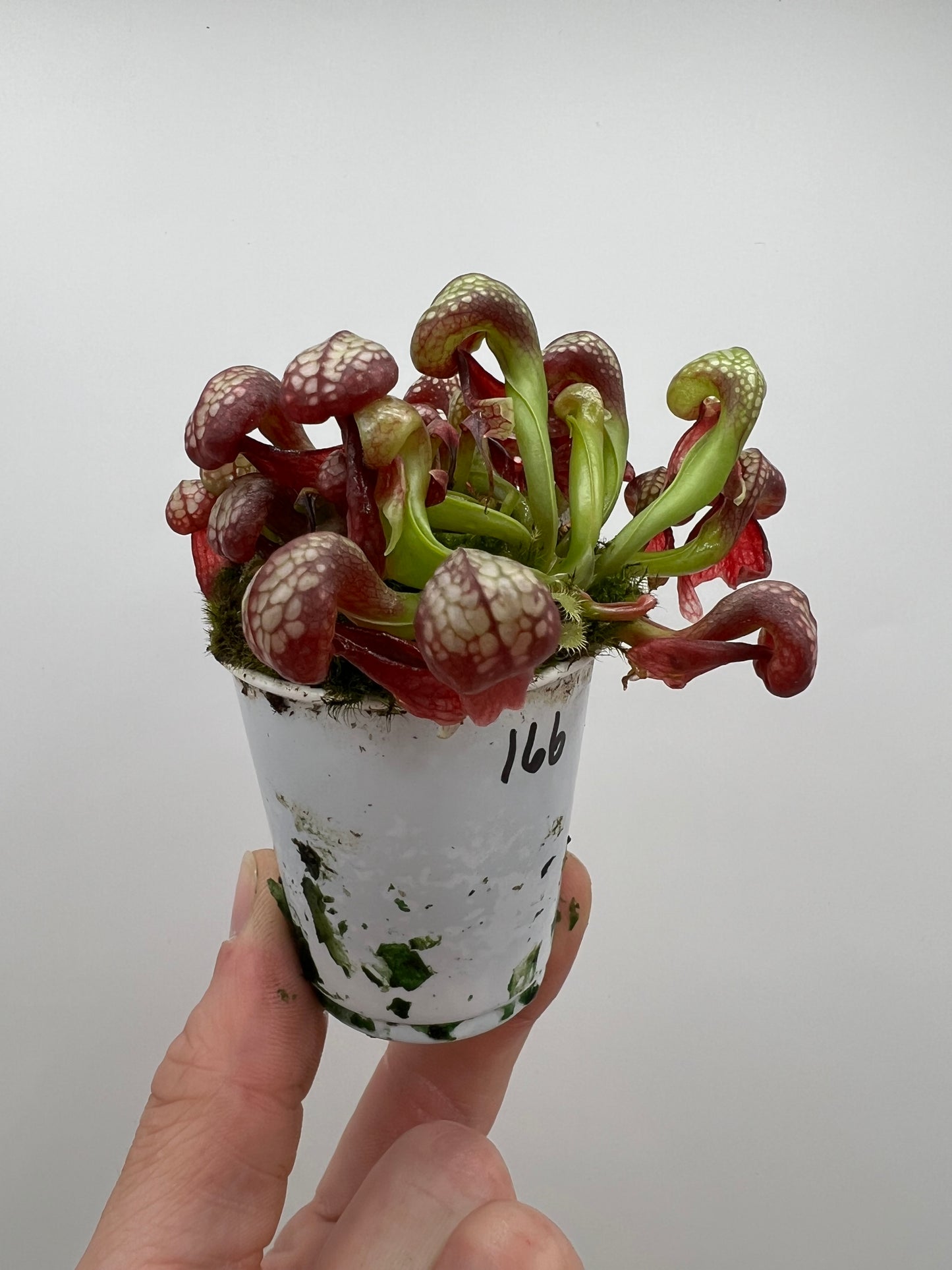Darlingtonia californica (Cobra Pitcher Plant) - Seed Grown #166