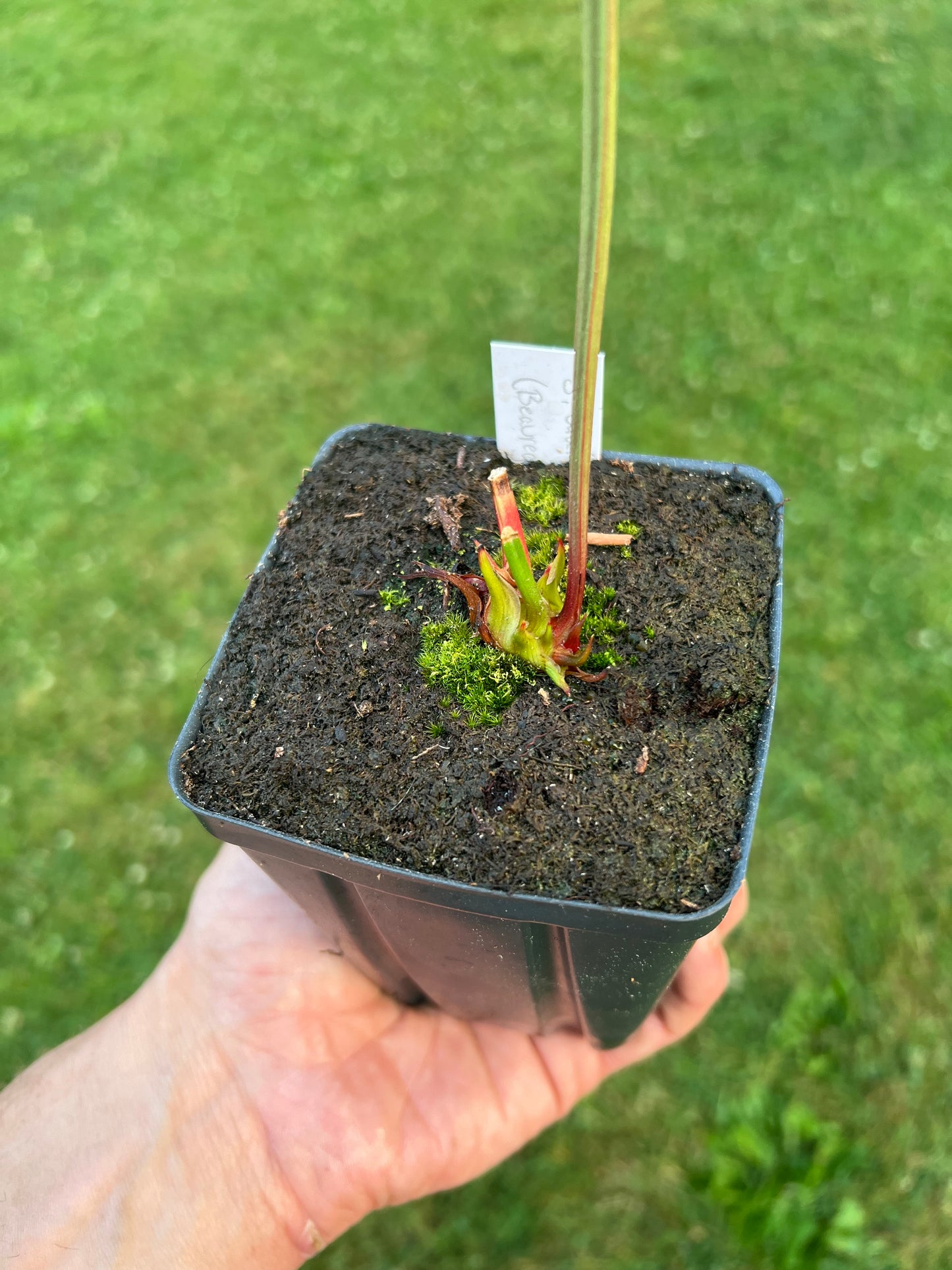 Sarracenia alata (Beauregard Parish, LA)