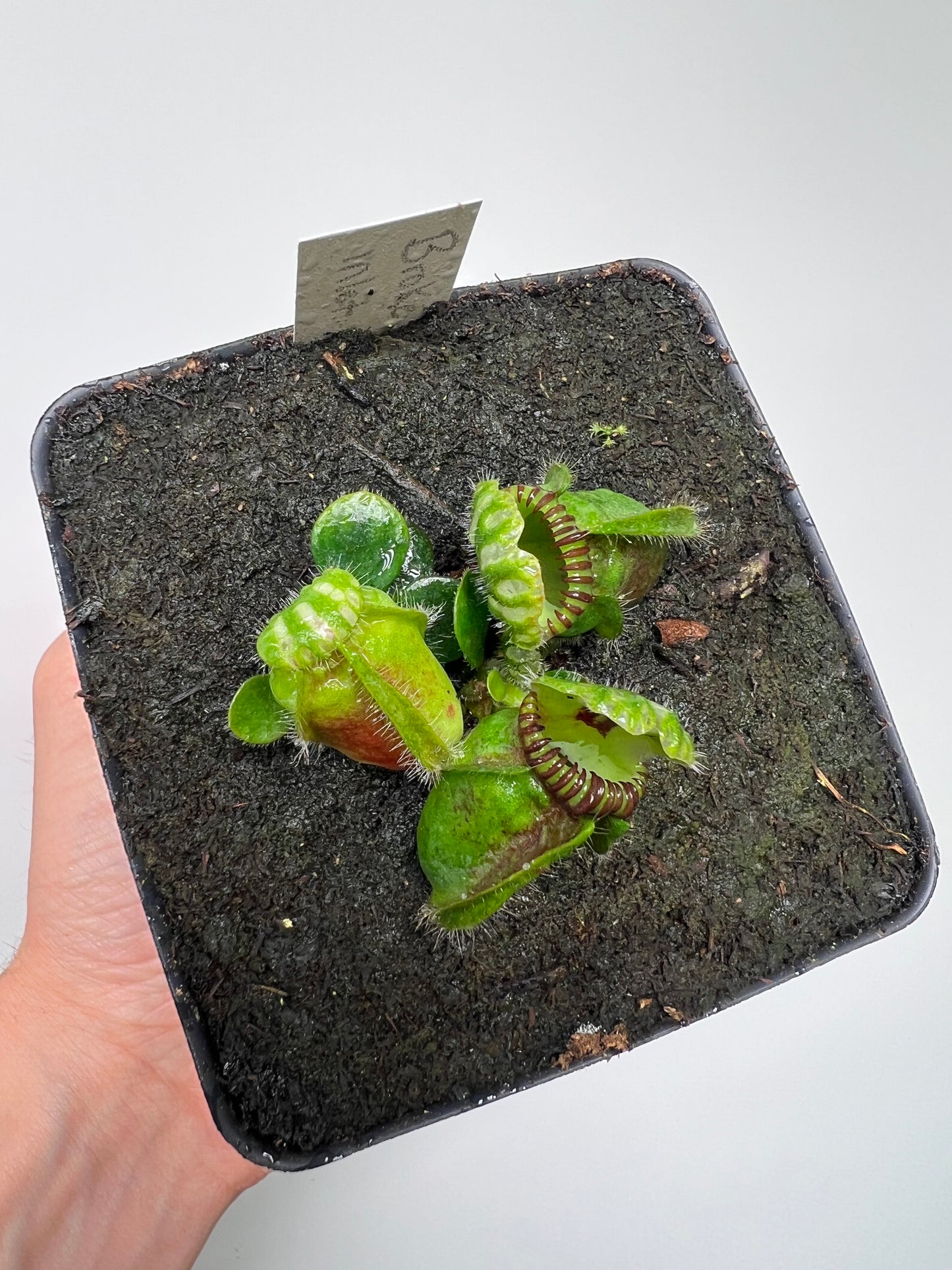 Cephalotus follicularis “Broke Inlet”