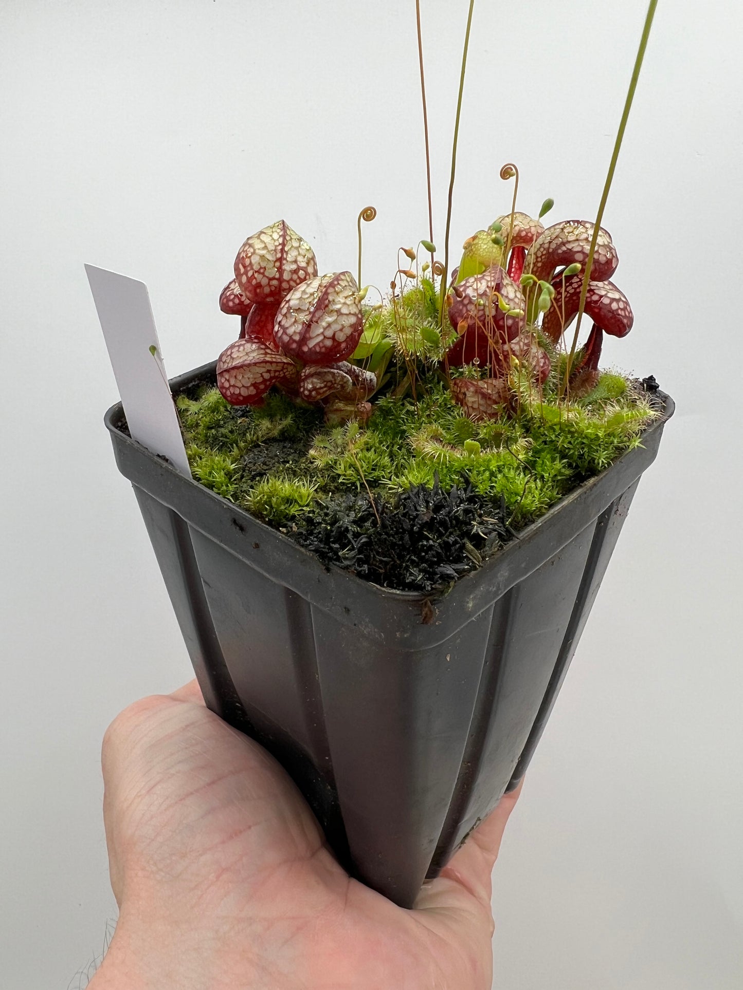 Darlingtonia californica (Cobra Pitcher Plant) - Seed Grown #74