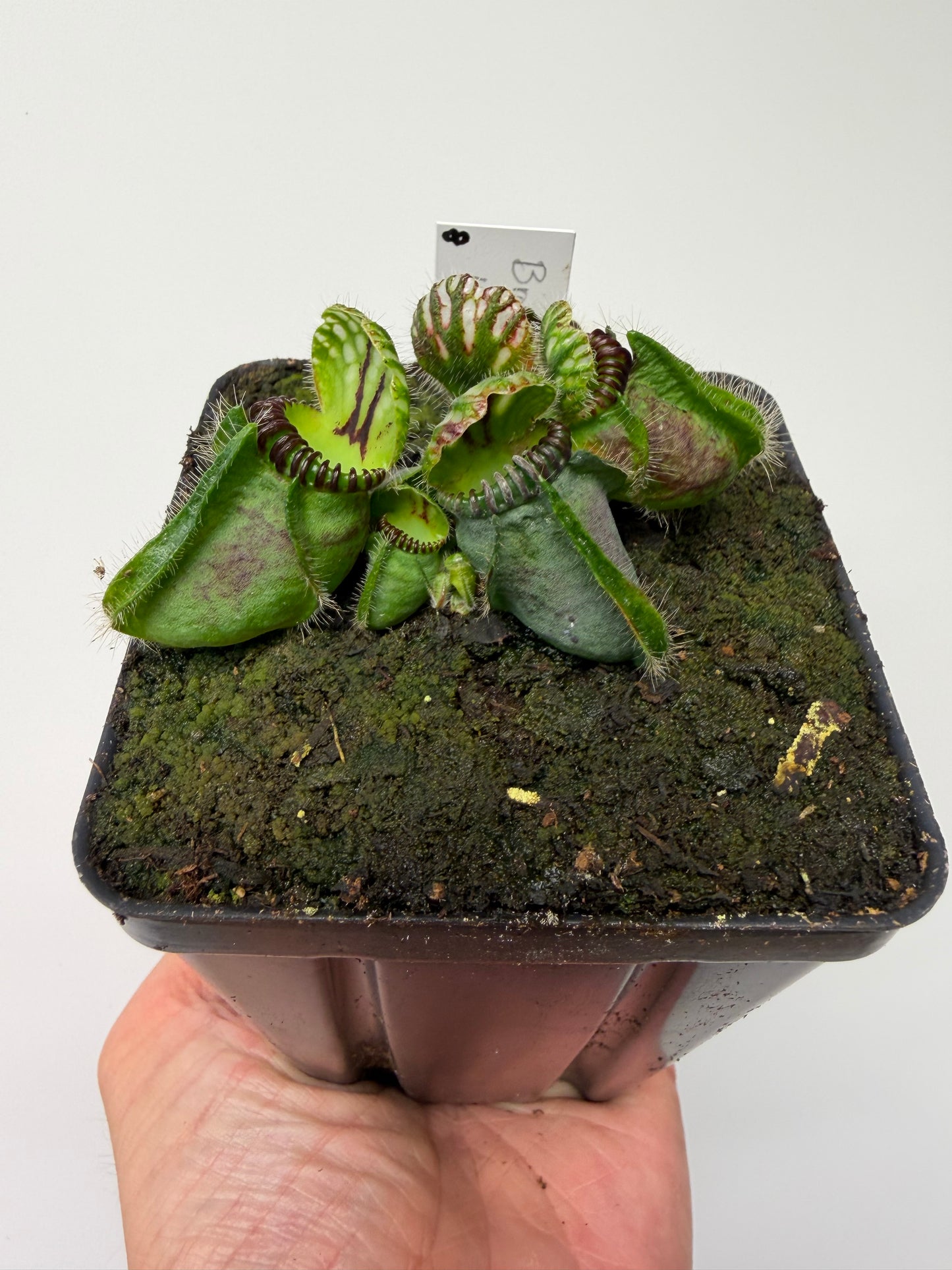Cephalotus follicularis “Broke Inlet” (8)