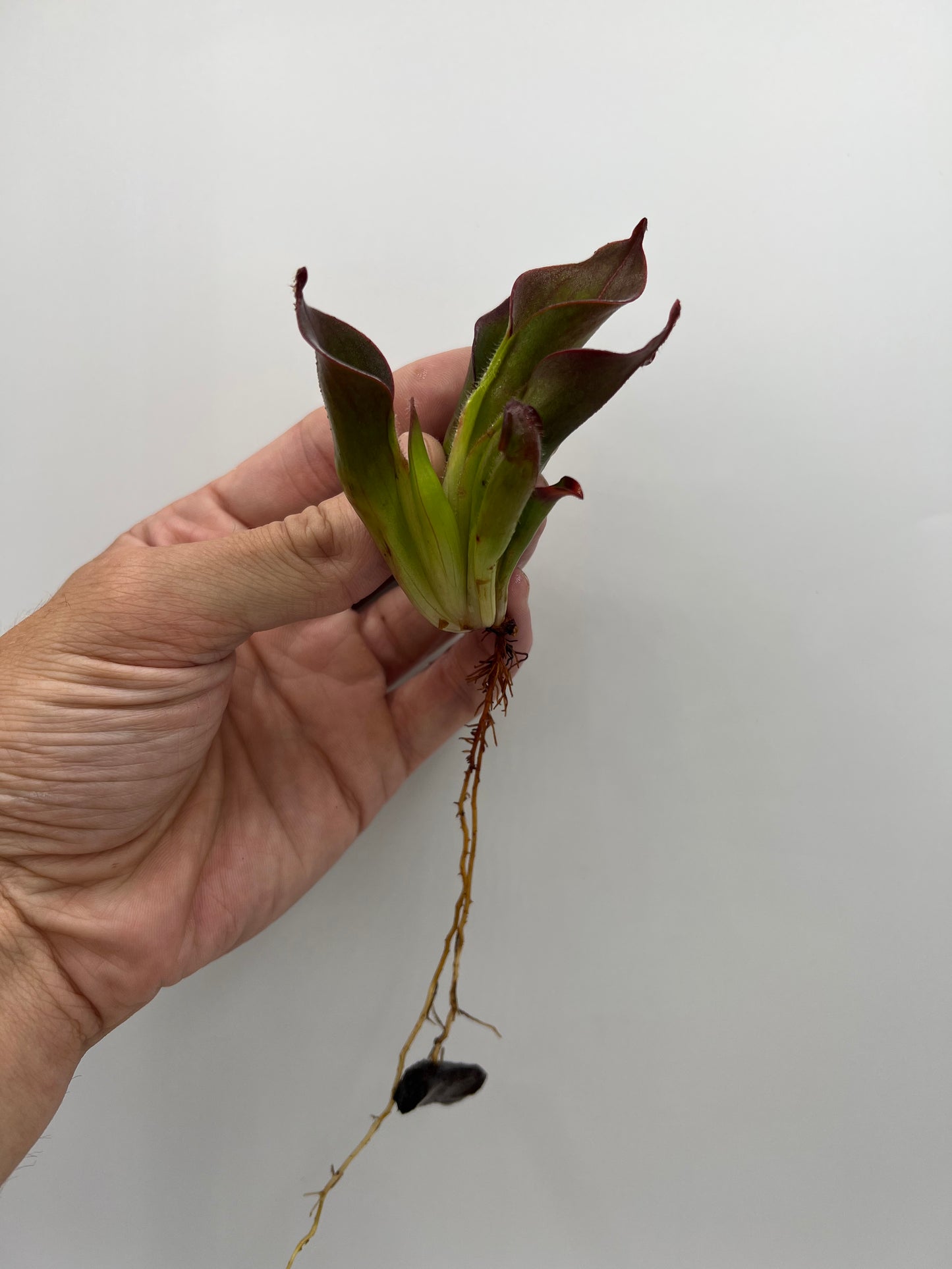Heliamphora ciliata