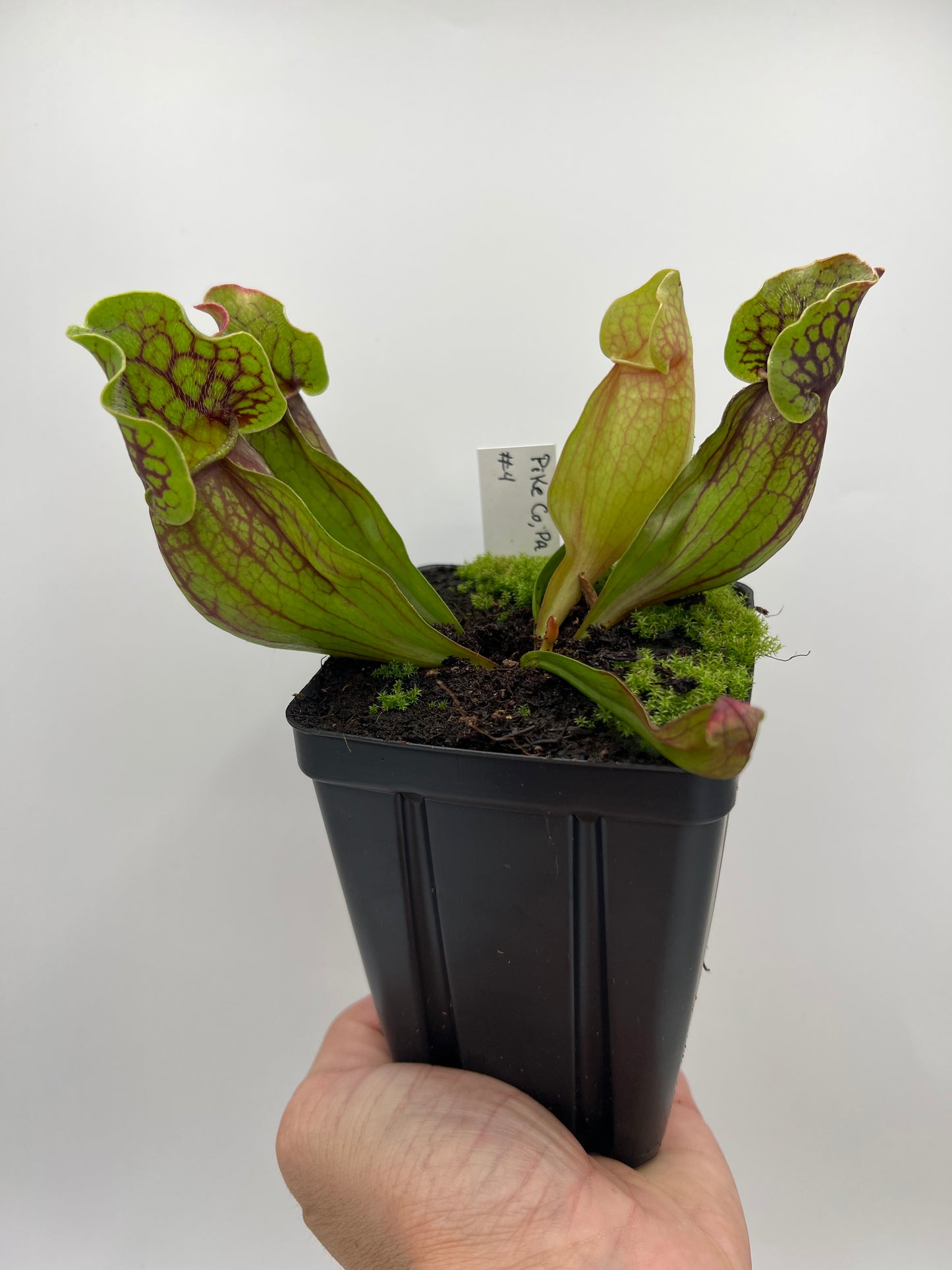 Sarracenia purpurea ssp. purpurea (Pike County, PA) - *Rare* - Seed Grown #4