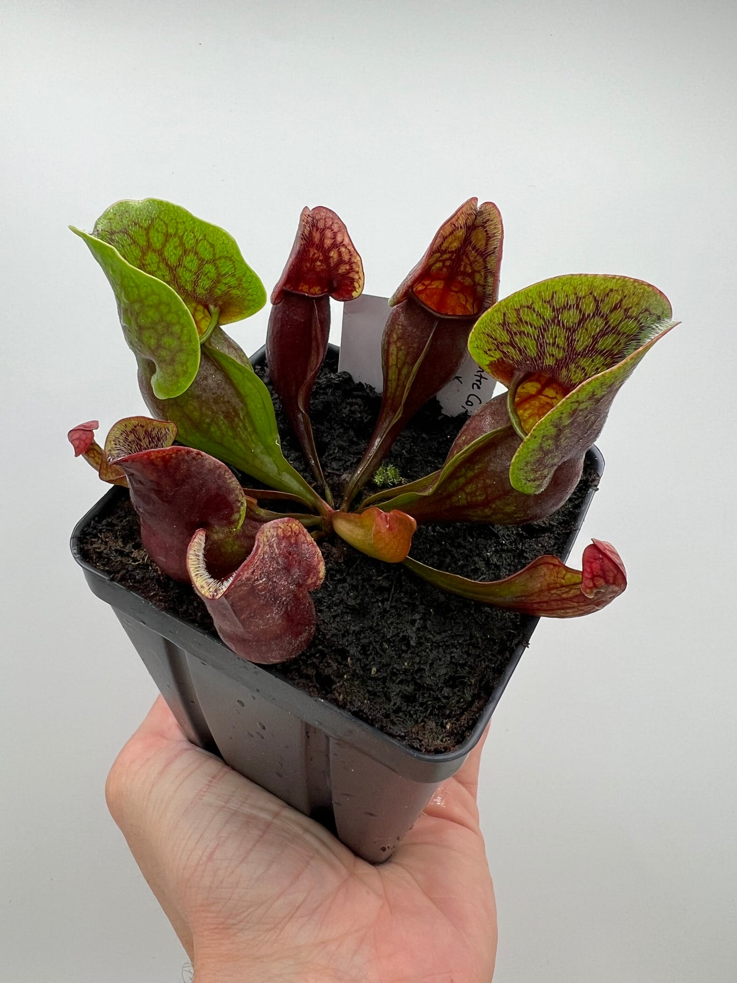 Sarracenia purpurea ssp. purpurea (Centre Co, PA) x (Ocean Co, NJ) - Seed Grown #17