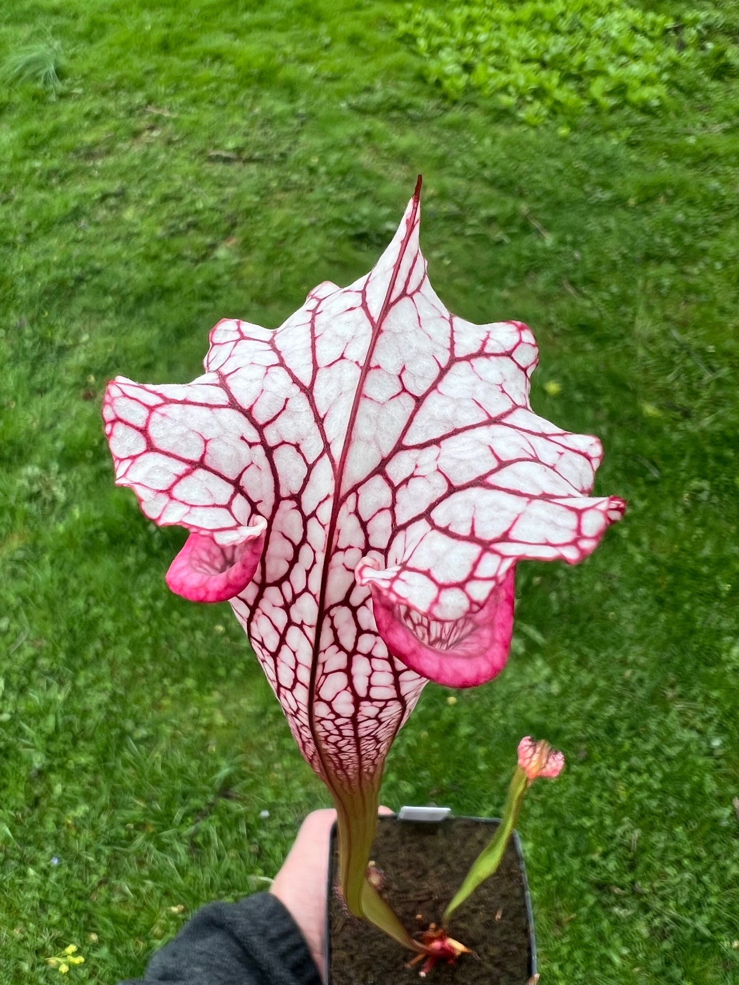 Sarracenia ‘Purple Lips’ x ‘Adrian Slack’