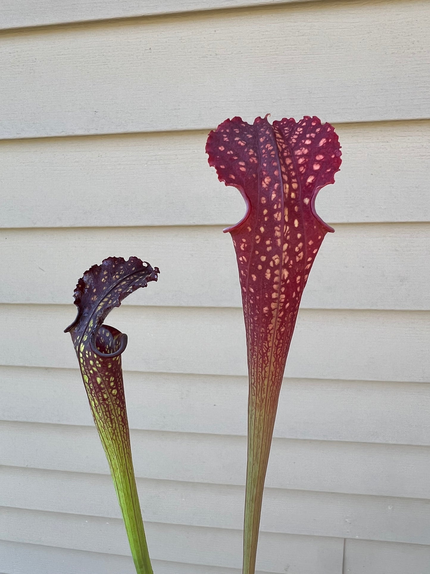 Sarracenia ‘The Kraken’ x ‘Leviathan’ - Seed Grown #1