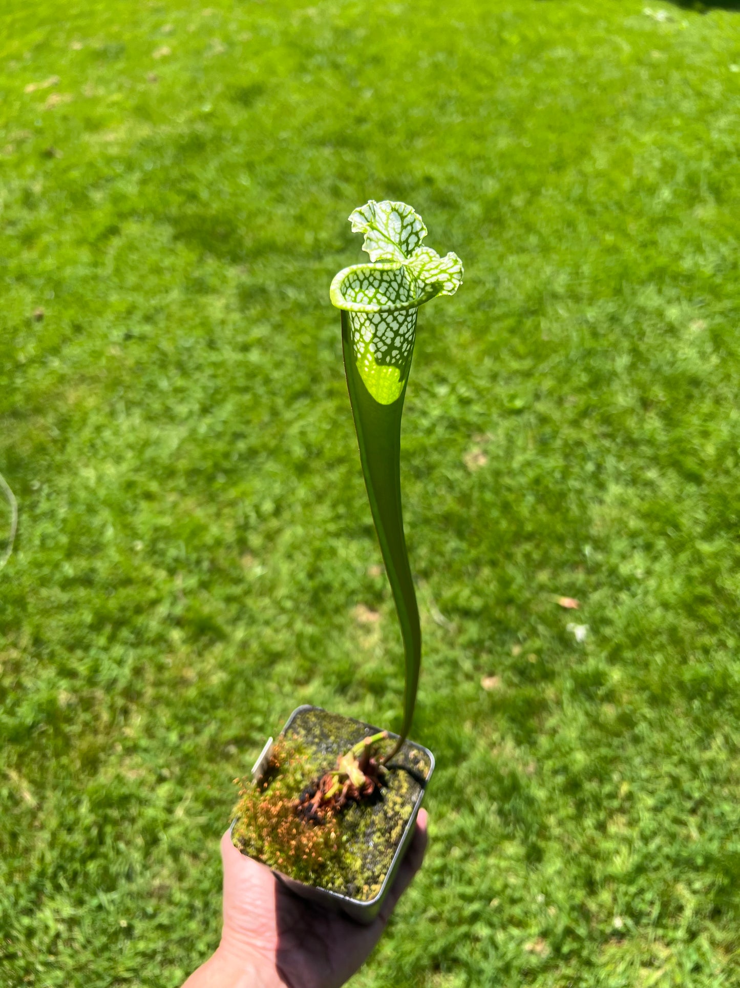 Sarracenia leucophylla “Hurricane Creek White” Clone A x self - Seed Grown #8