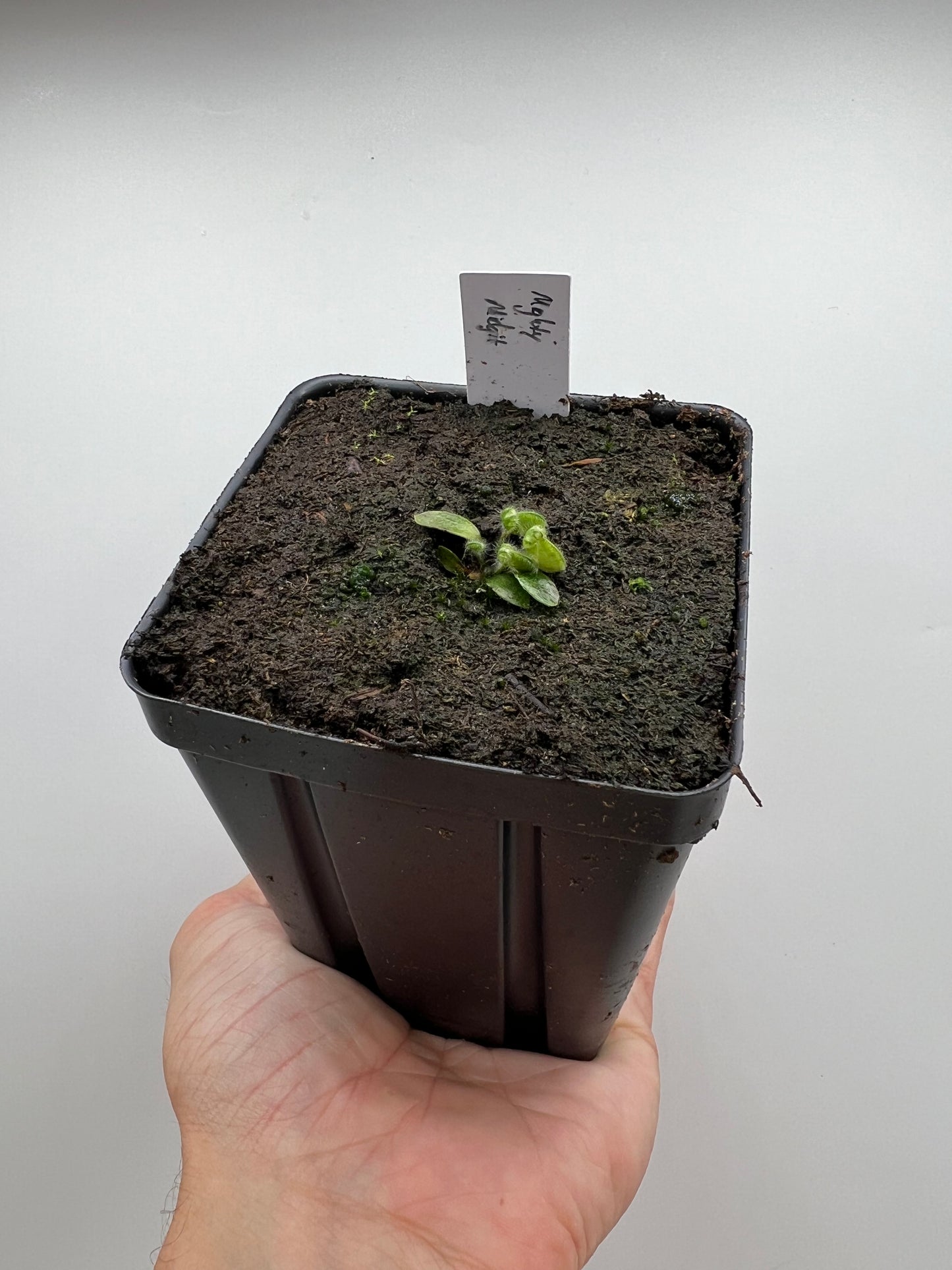 Cephalotus follicularis “Mighty Midget” - *Rare*