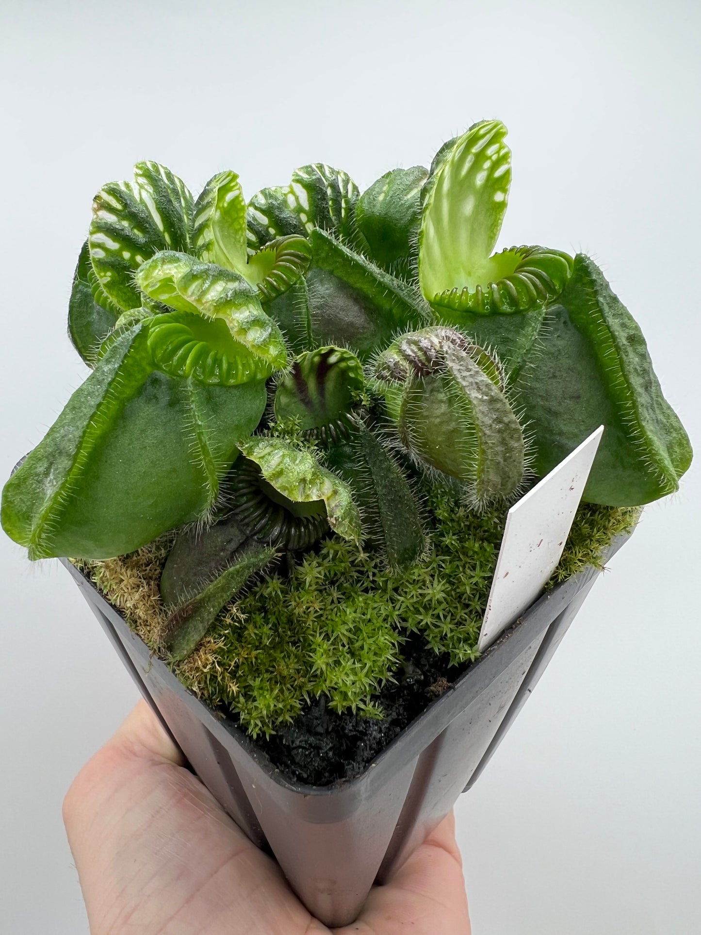 Cephalotus follicularis “Brewers Giant”