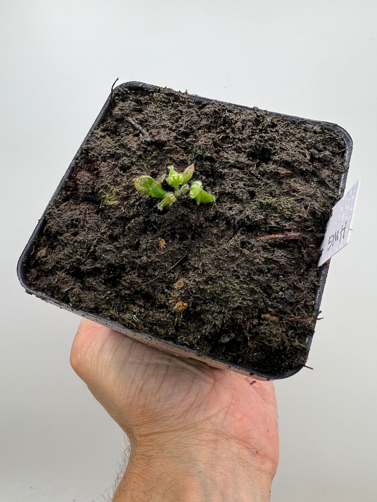 Cephalotus follicularis “Harald Weiner Giant” (aka True Giant)