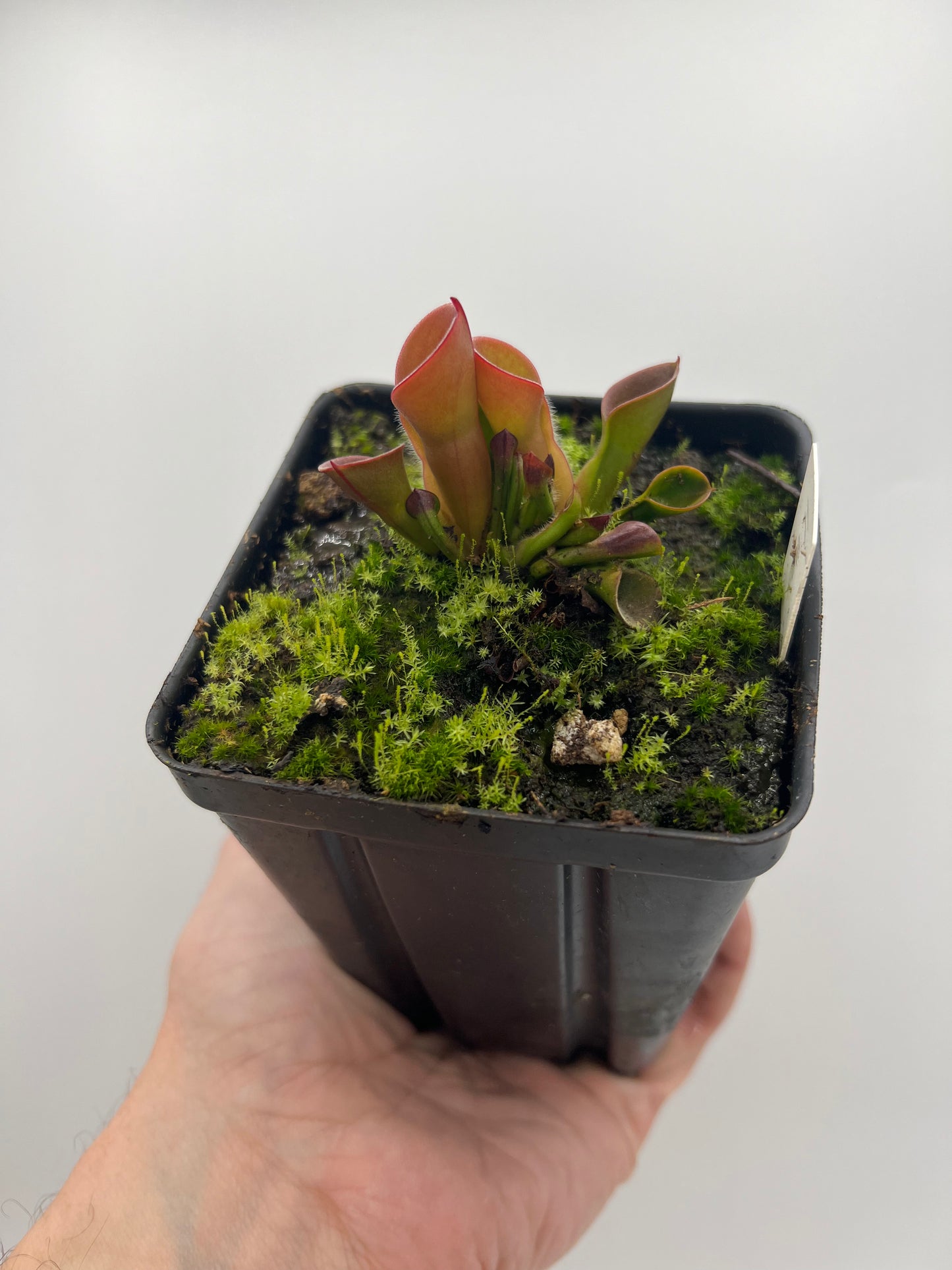 Heliamphora minor “Burgundy Black”