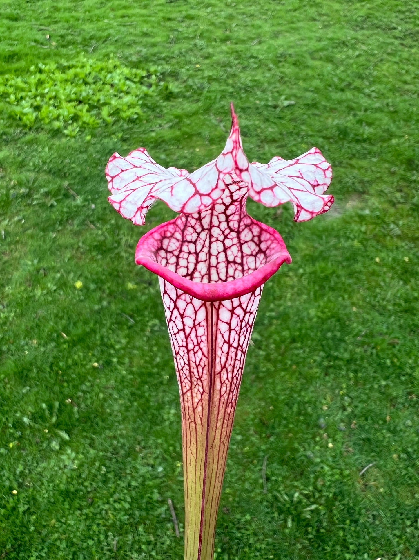 Sarracenia ‘Purple Lips’ x ‘Adrian Slack’
