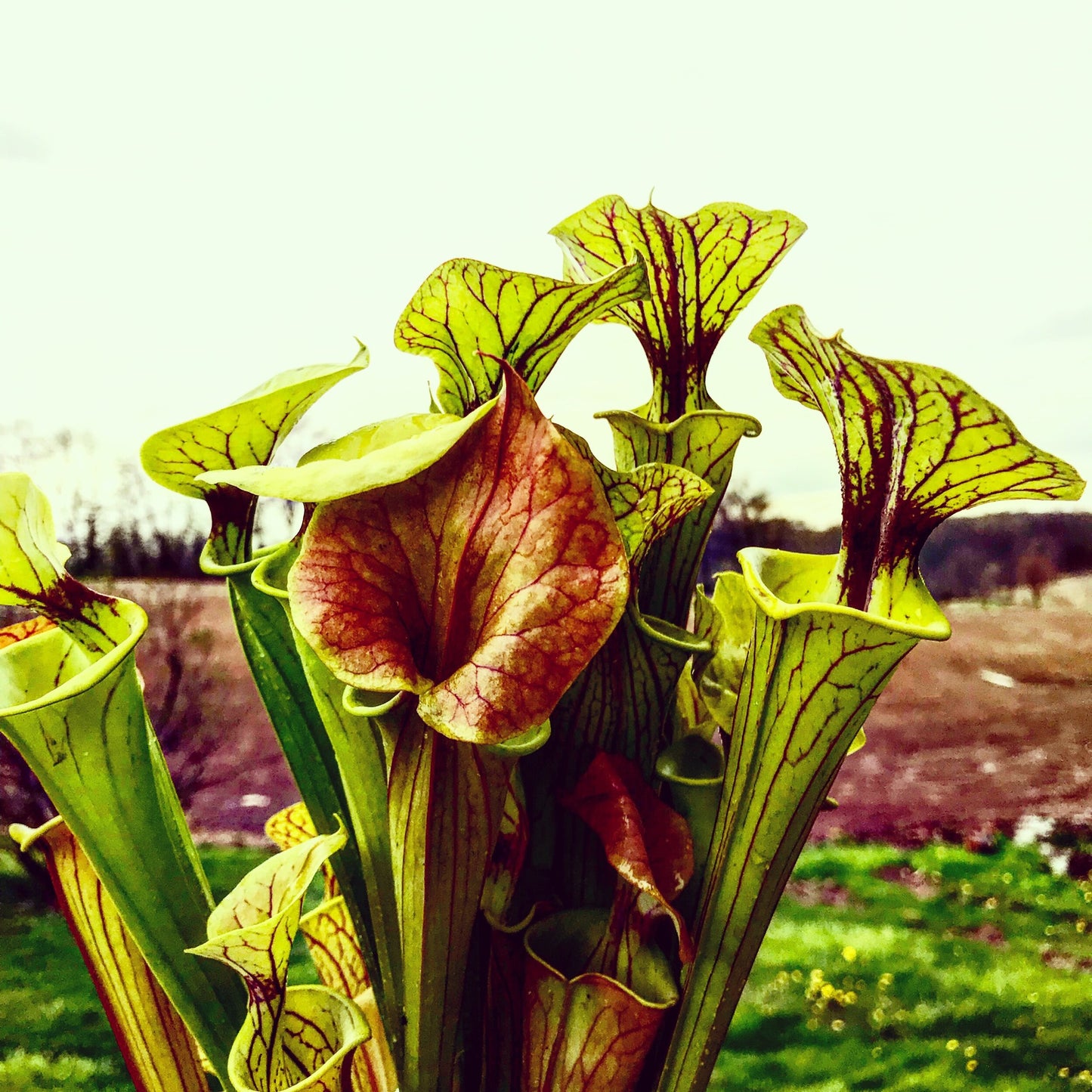 Sarracenia flava - Assorted, Seed Grown