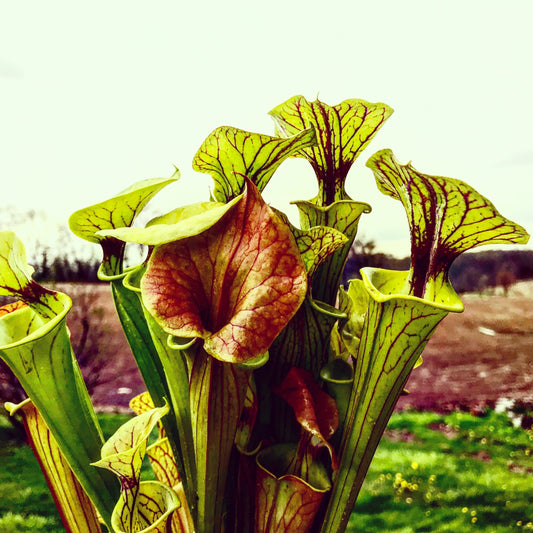 Sarracenia flava - Assorted, Seed Grown