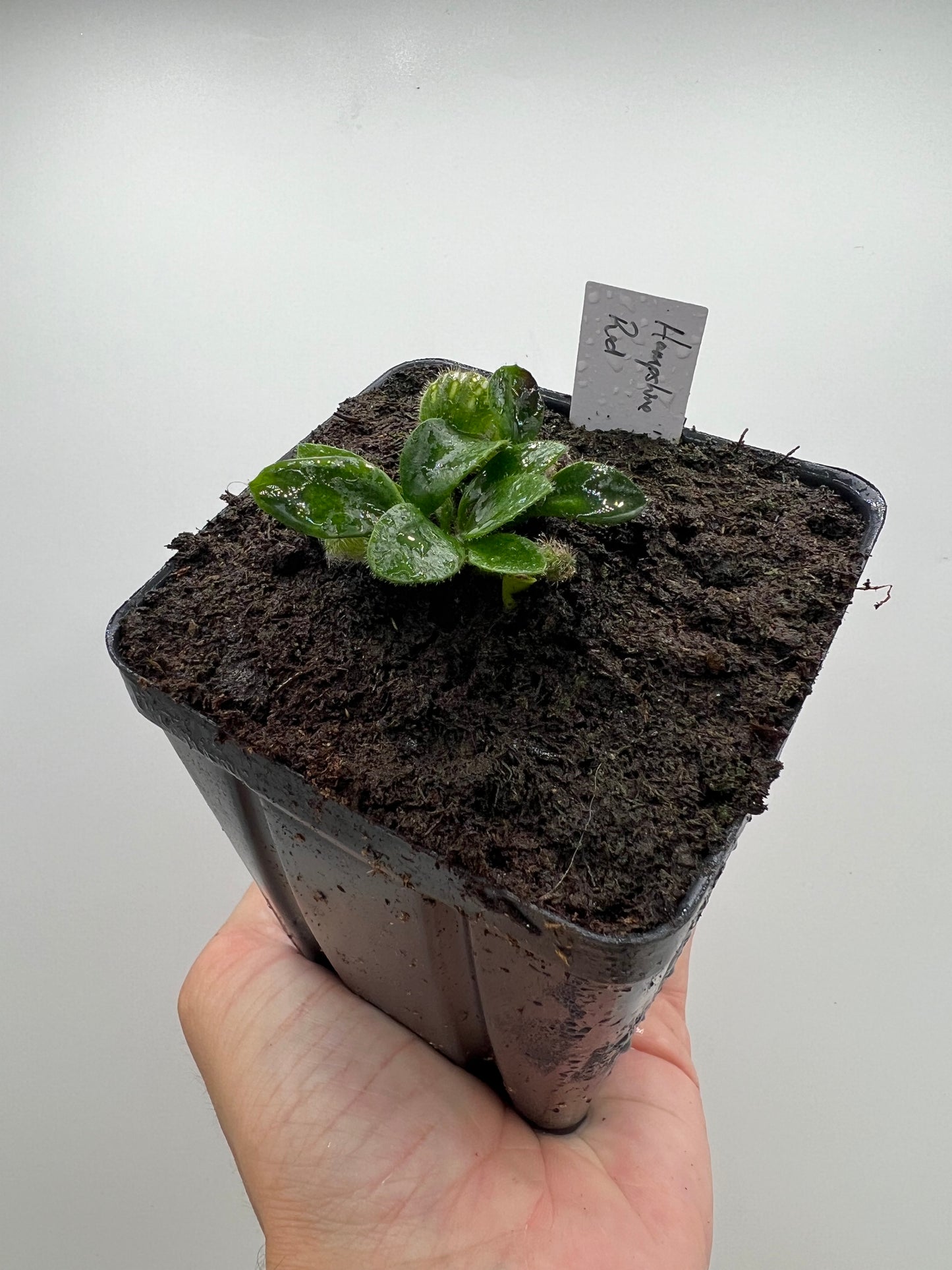 Cephalotus follicularis “Hampshire Red”