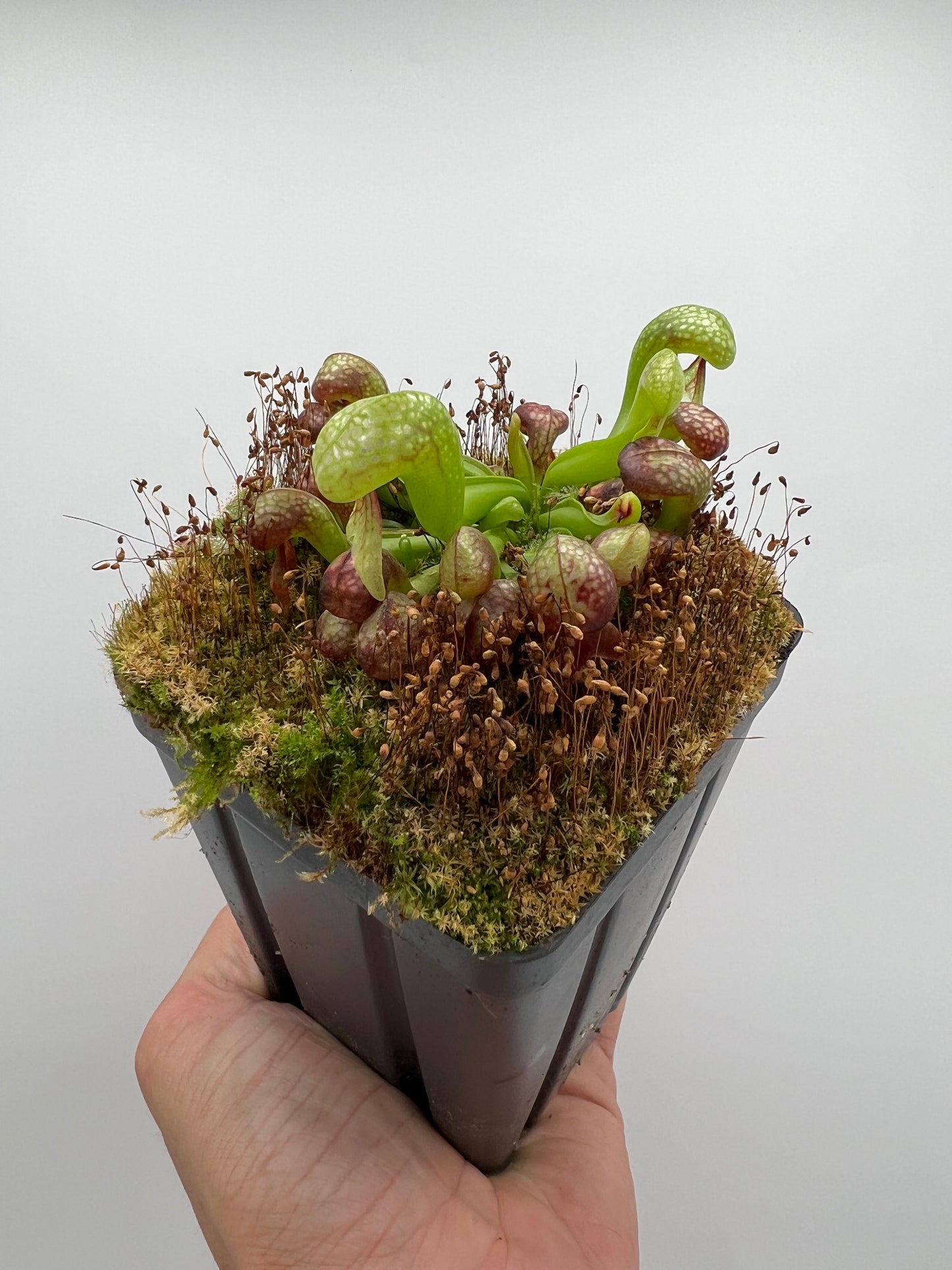 Darlingtonia californica (Cobra Pitcher Plant) - Seed Grown #197