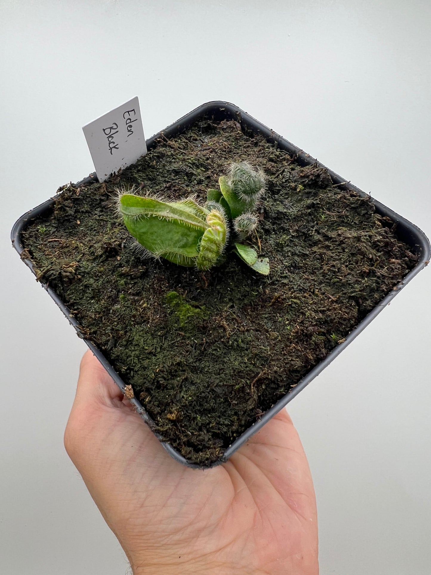 Cephalotus follicularis ‘Eden Black’ - *Rare*