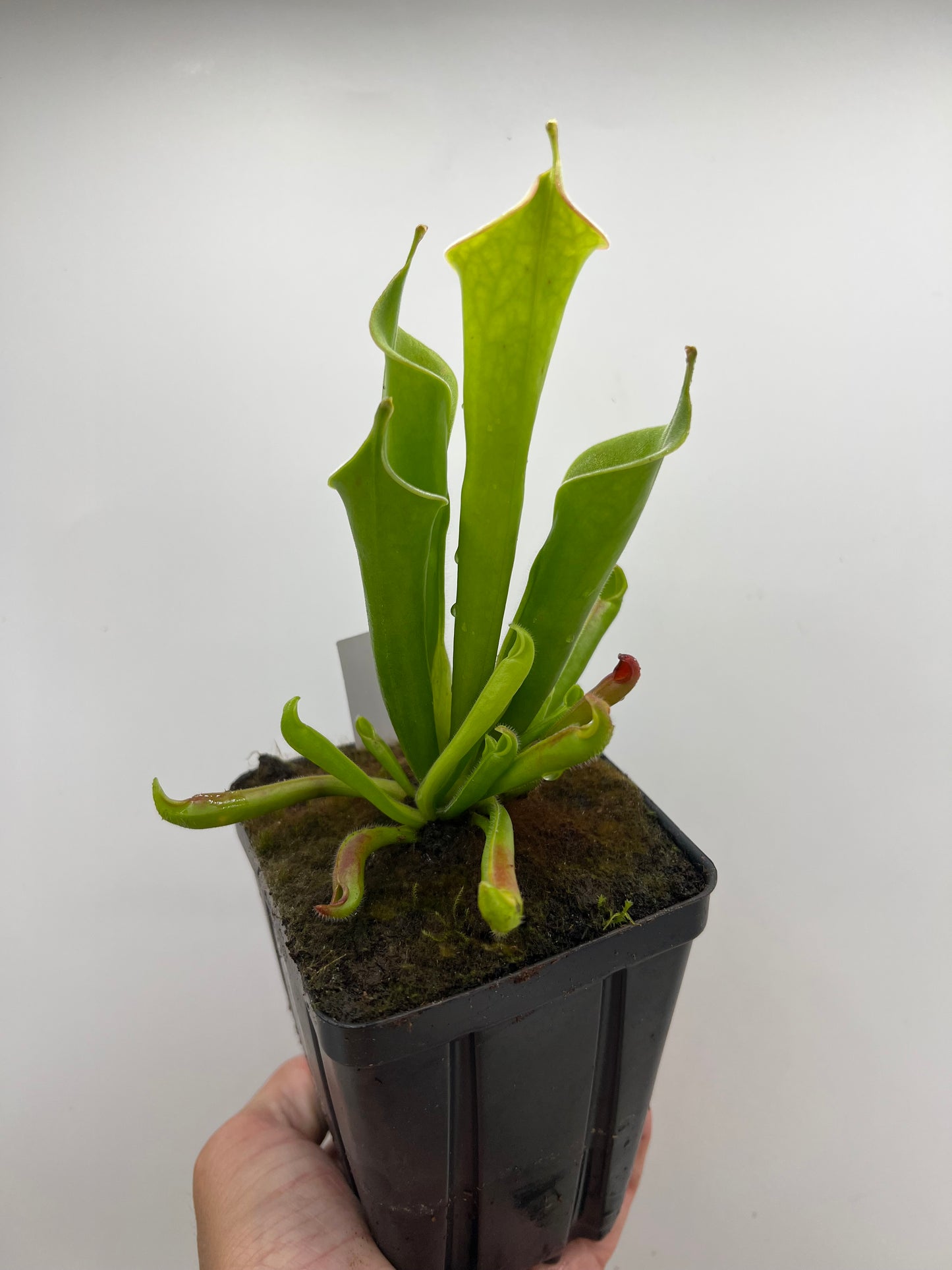 Heliamphora tatei (Cerro Duida)