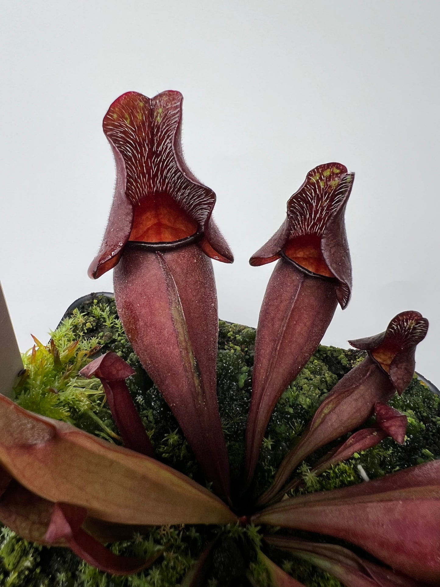 Sarracenia purpurea ssp. venosa (Brunswick Co, NC x Carteret Co, NC) - Seed Grown #9