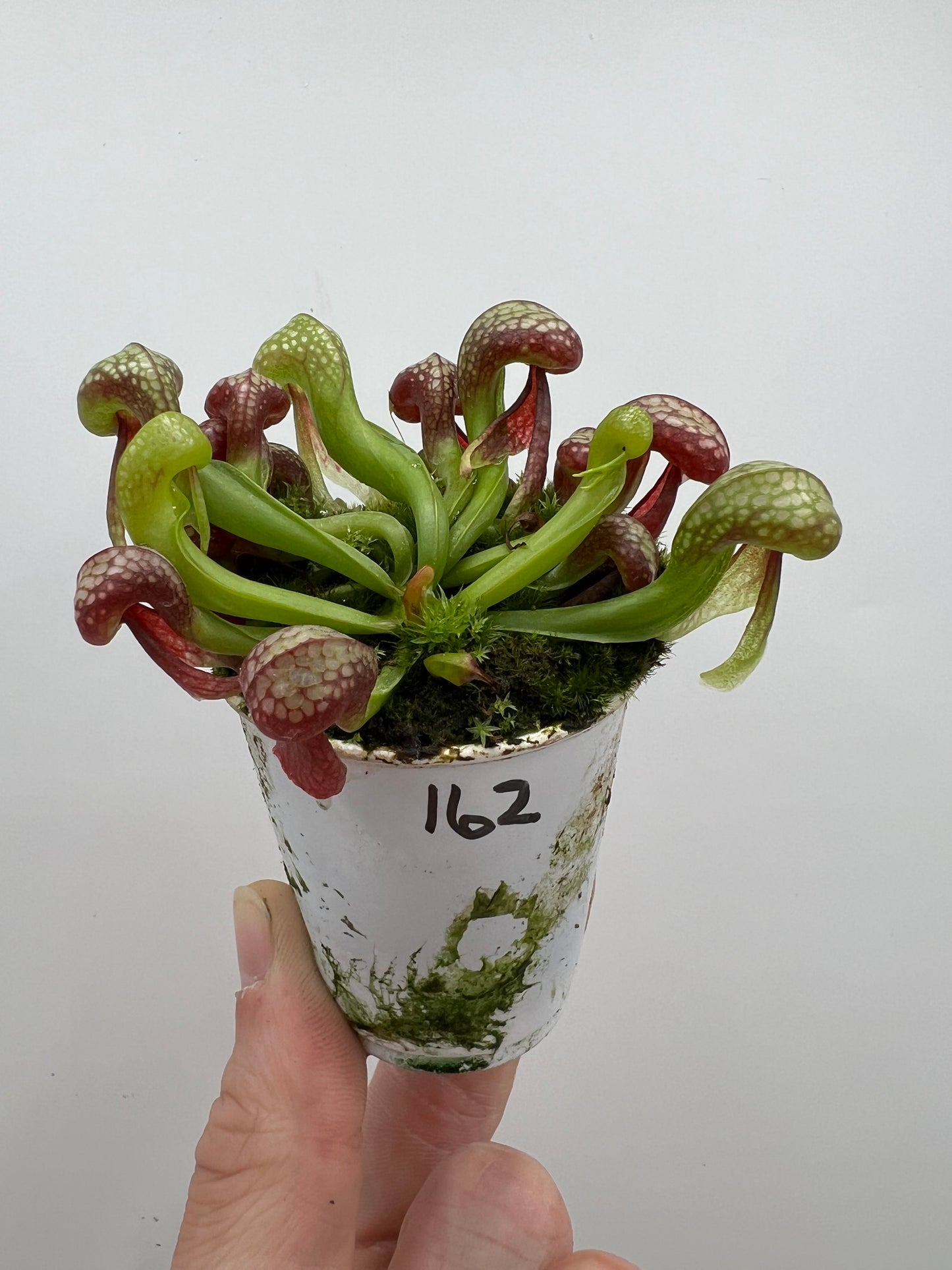 Darlingtonia californica (Cobra Pitcher Plant) - Seed Grown #162