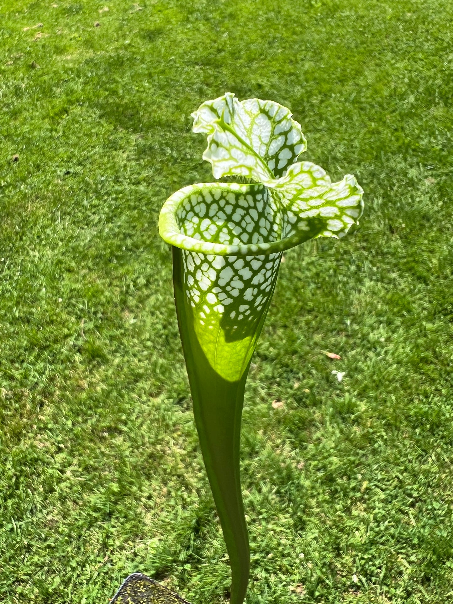 Sarracenia leucophylla “Hurricane Creek White” Clone A x self - Seed Grown #8