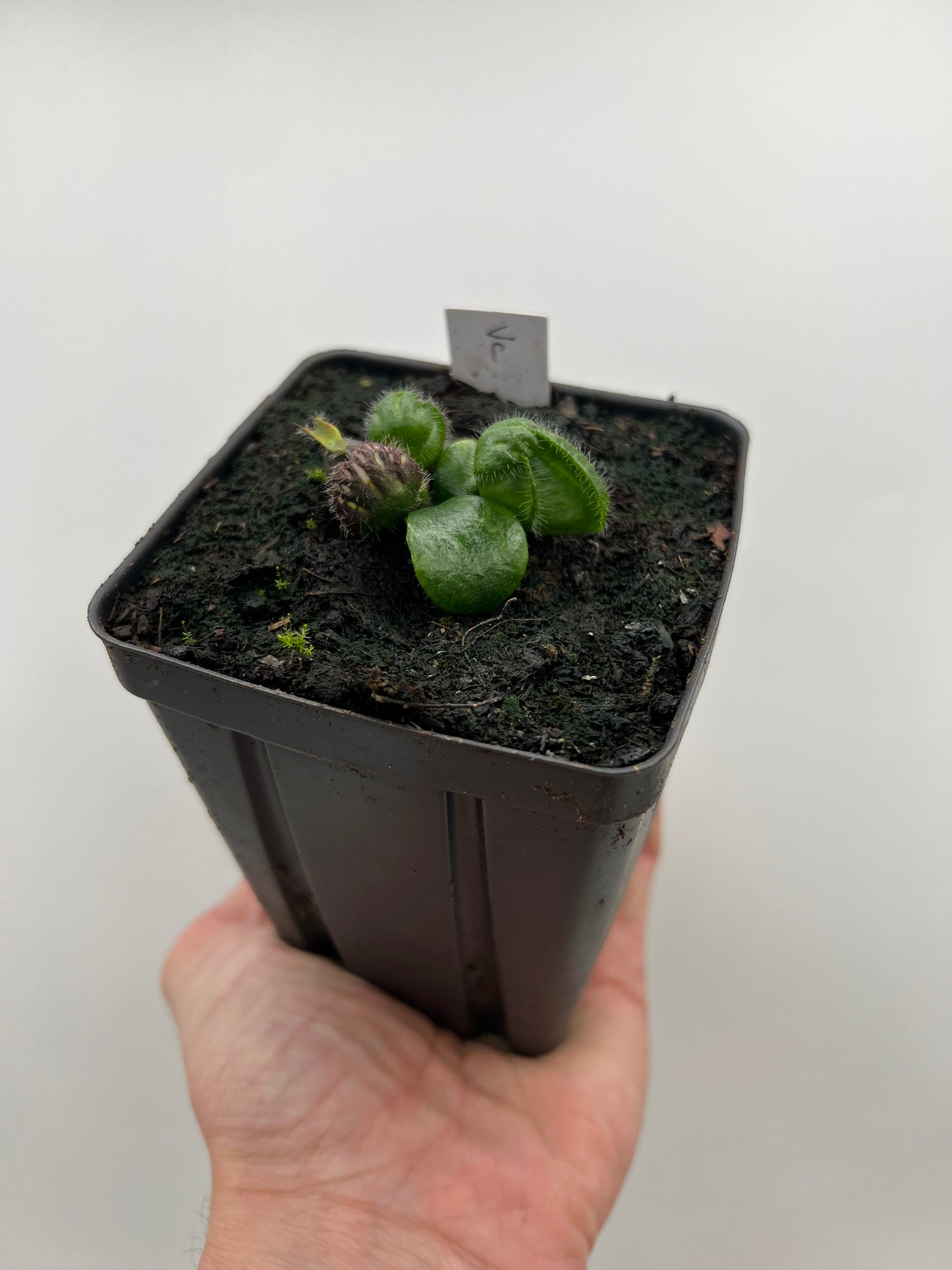 Cephalotus follicularis “Vigorous Clumping” - Stephen Morley