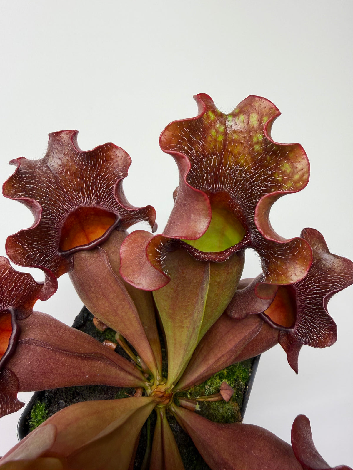 Sarracenia purpurea ssp. venosa (Brunswick Co, NC x Carteret Co, NC) - Seed Grown #5